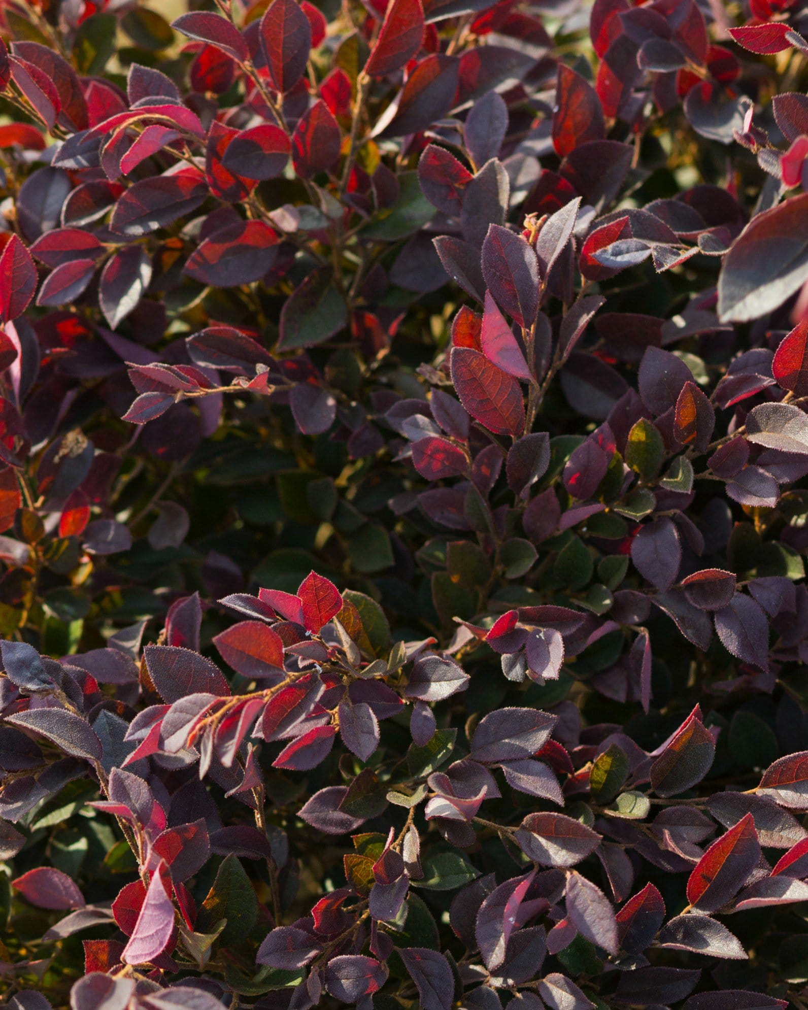 Purple Daydream Loropetalum - view 4
