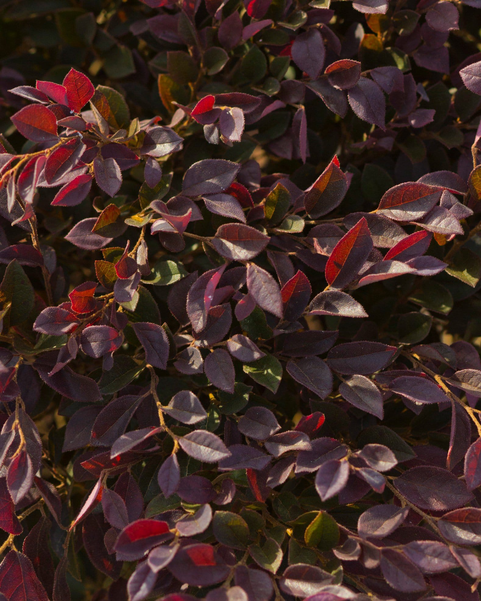 Purple Daydream Loropetalum - view 5