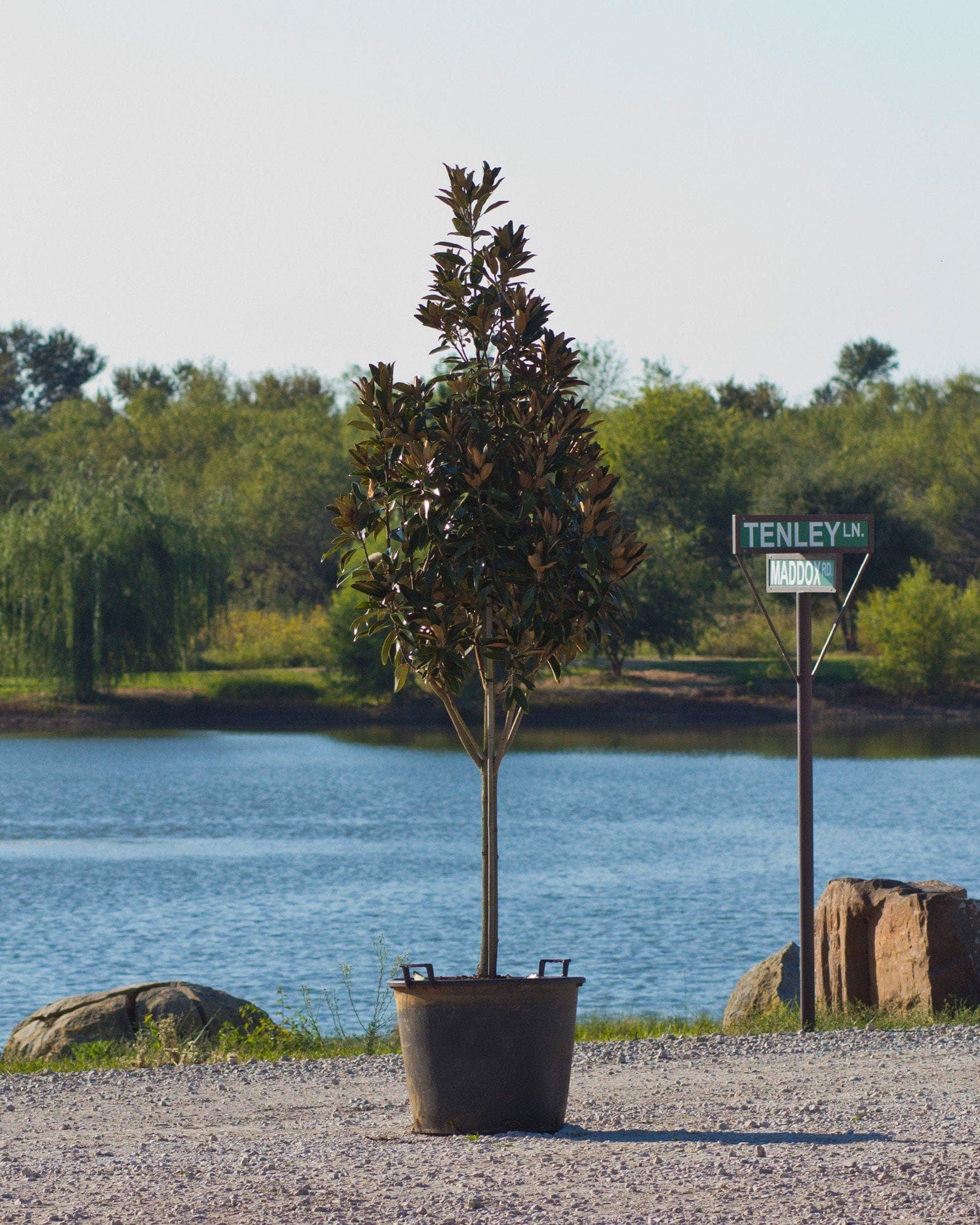 Alta Magnolia Tree Form