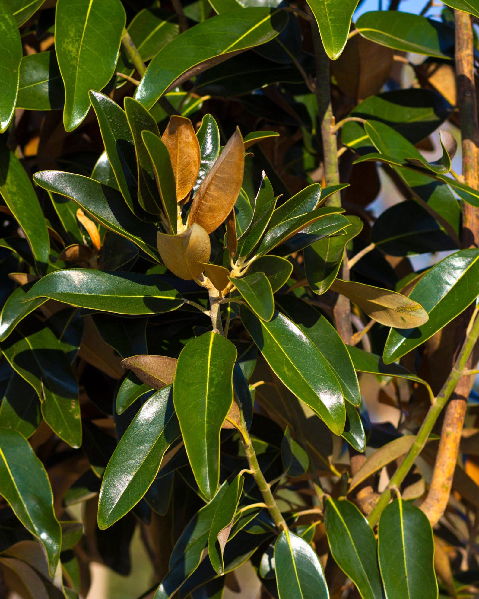 Alta Magnolia Tree Form - view 2
