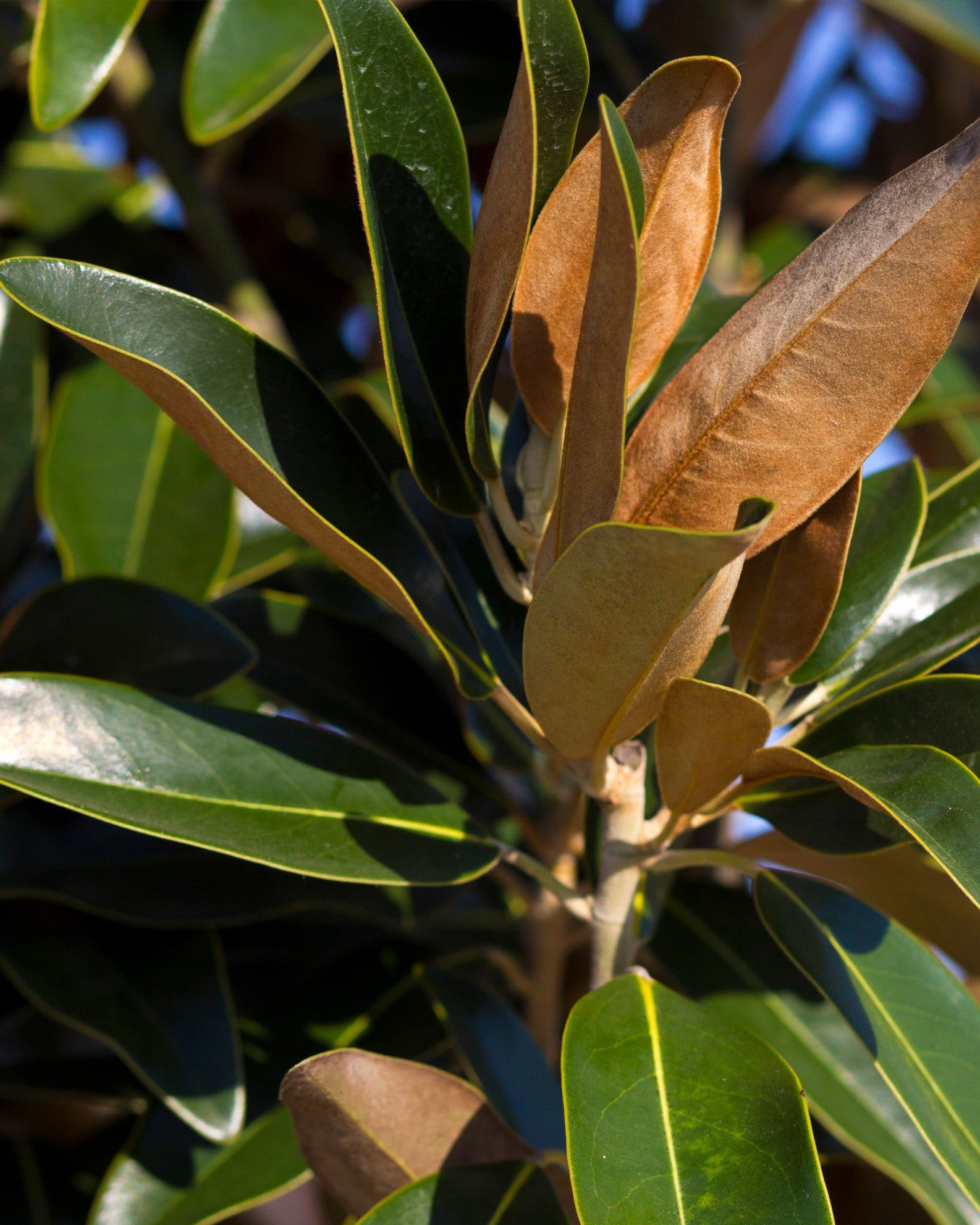 Alta Magnolia Tree Form - view 3