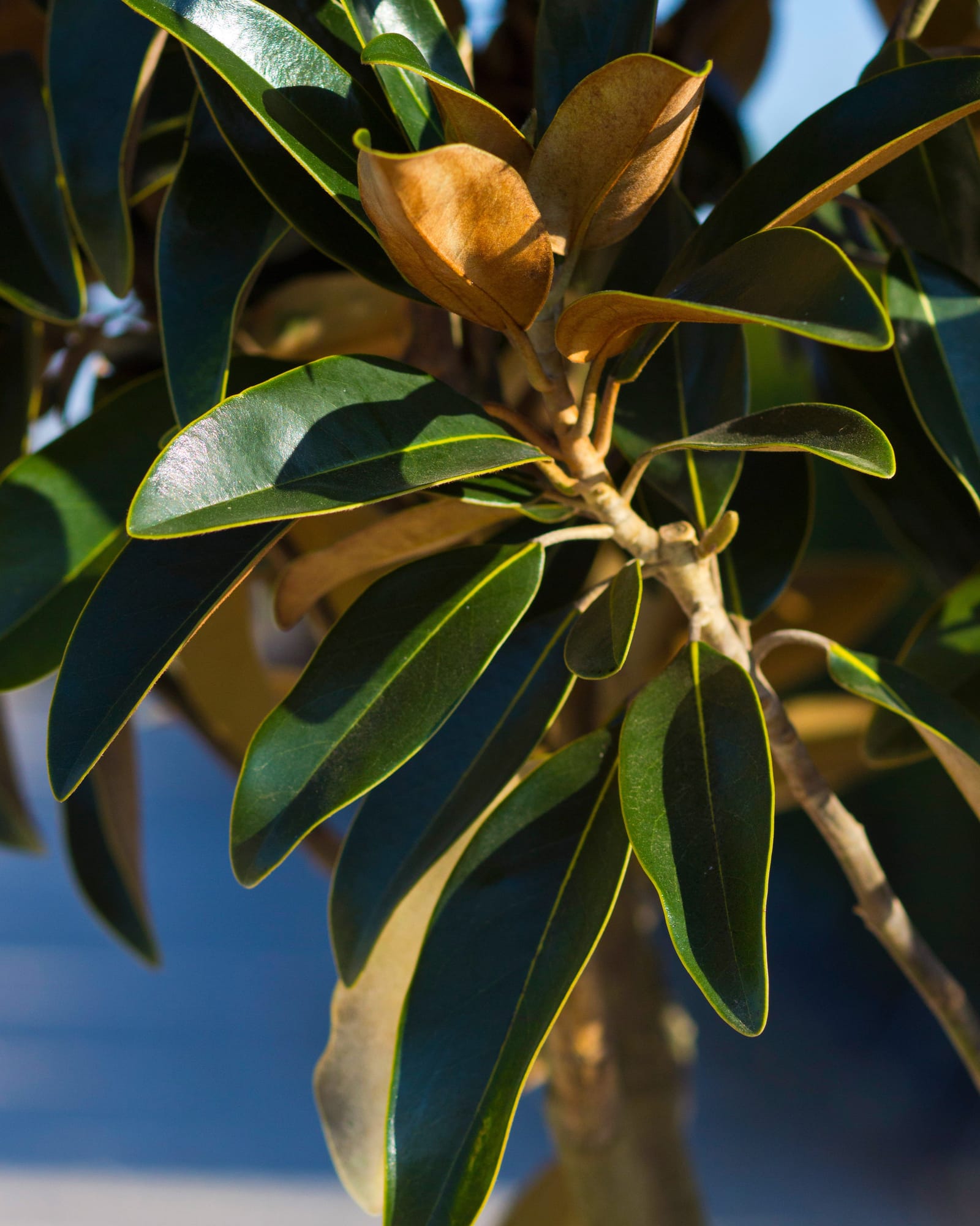 Alta Magnolia Tree Form - view 4