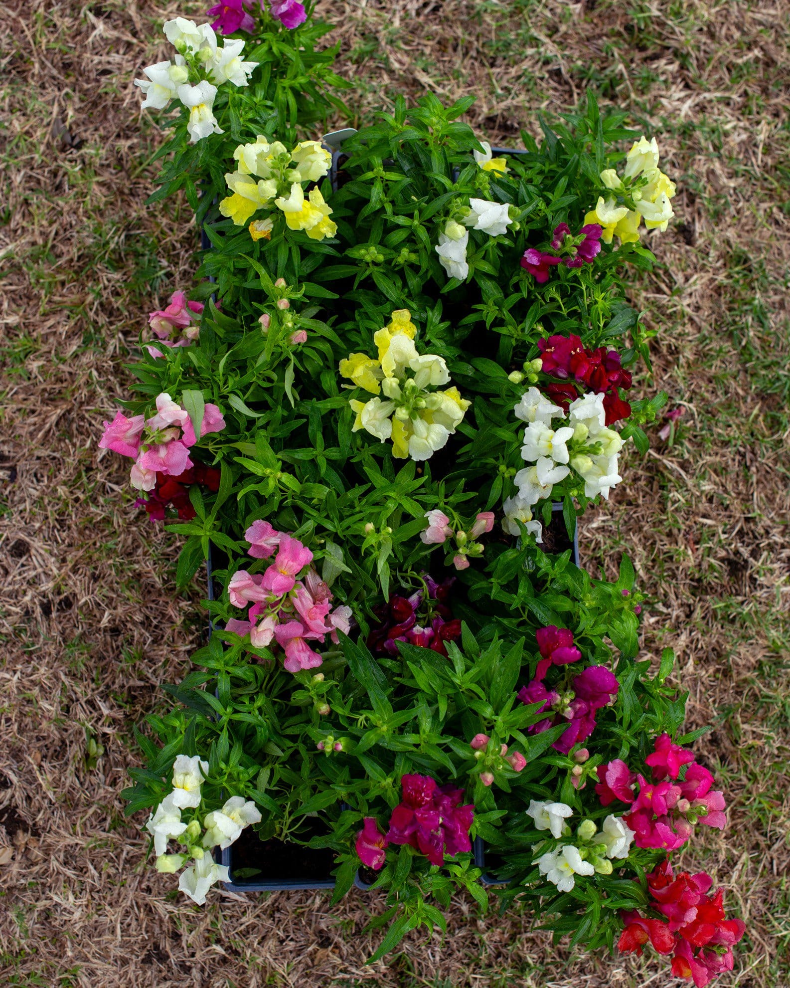 Snapshot Mix Snapdragon - view 4