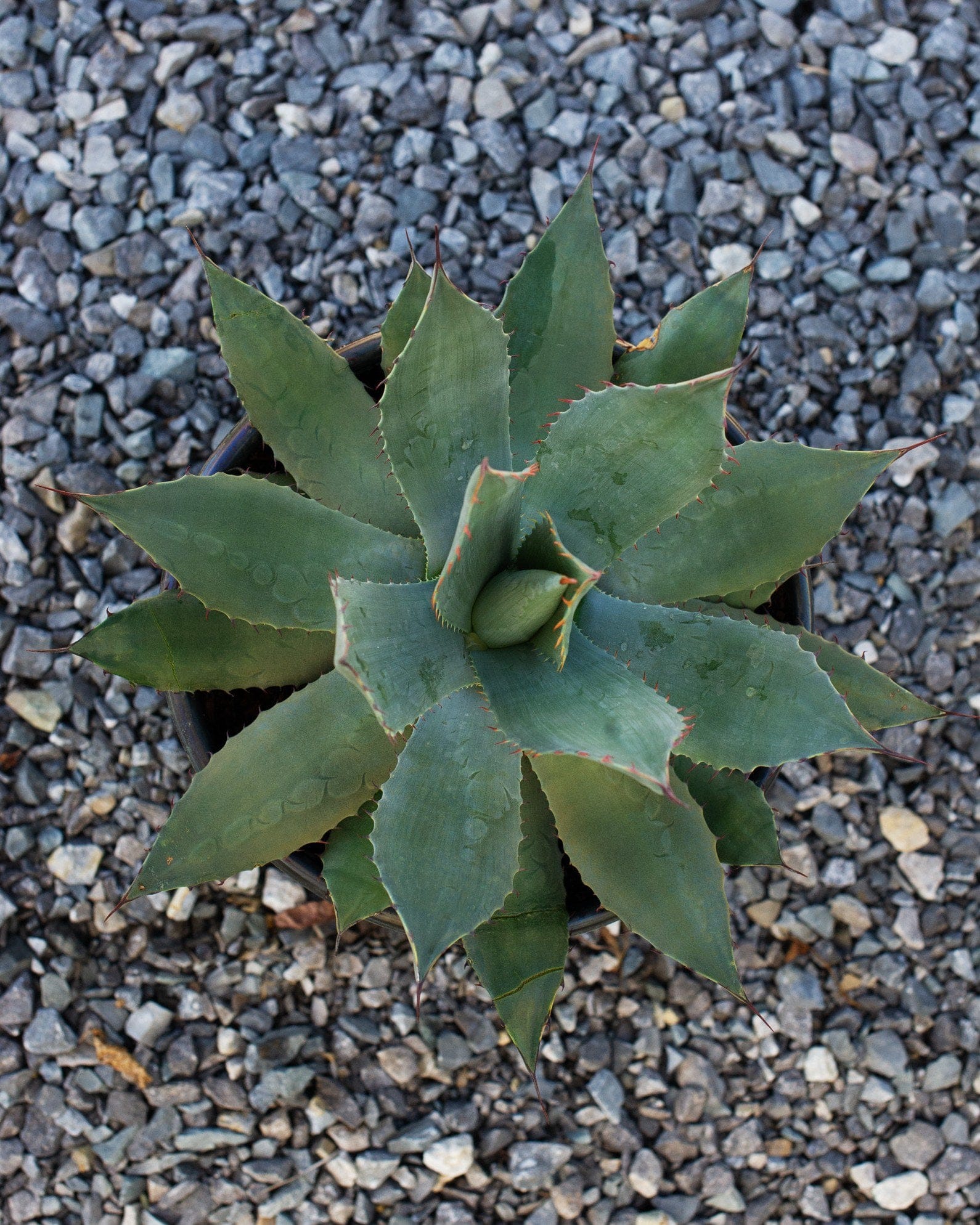 Huachuca Agave - view 2