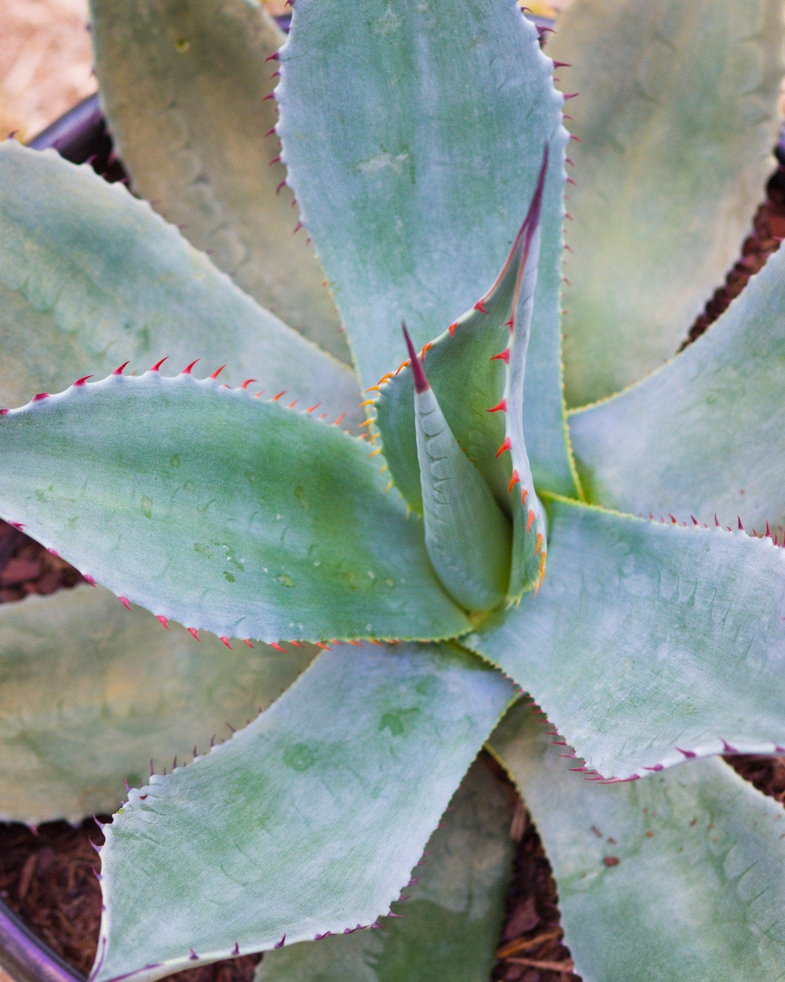 Huachuca Agave - view 3