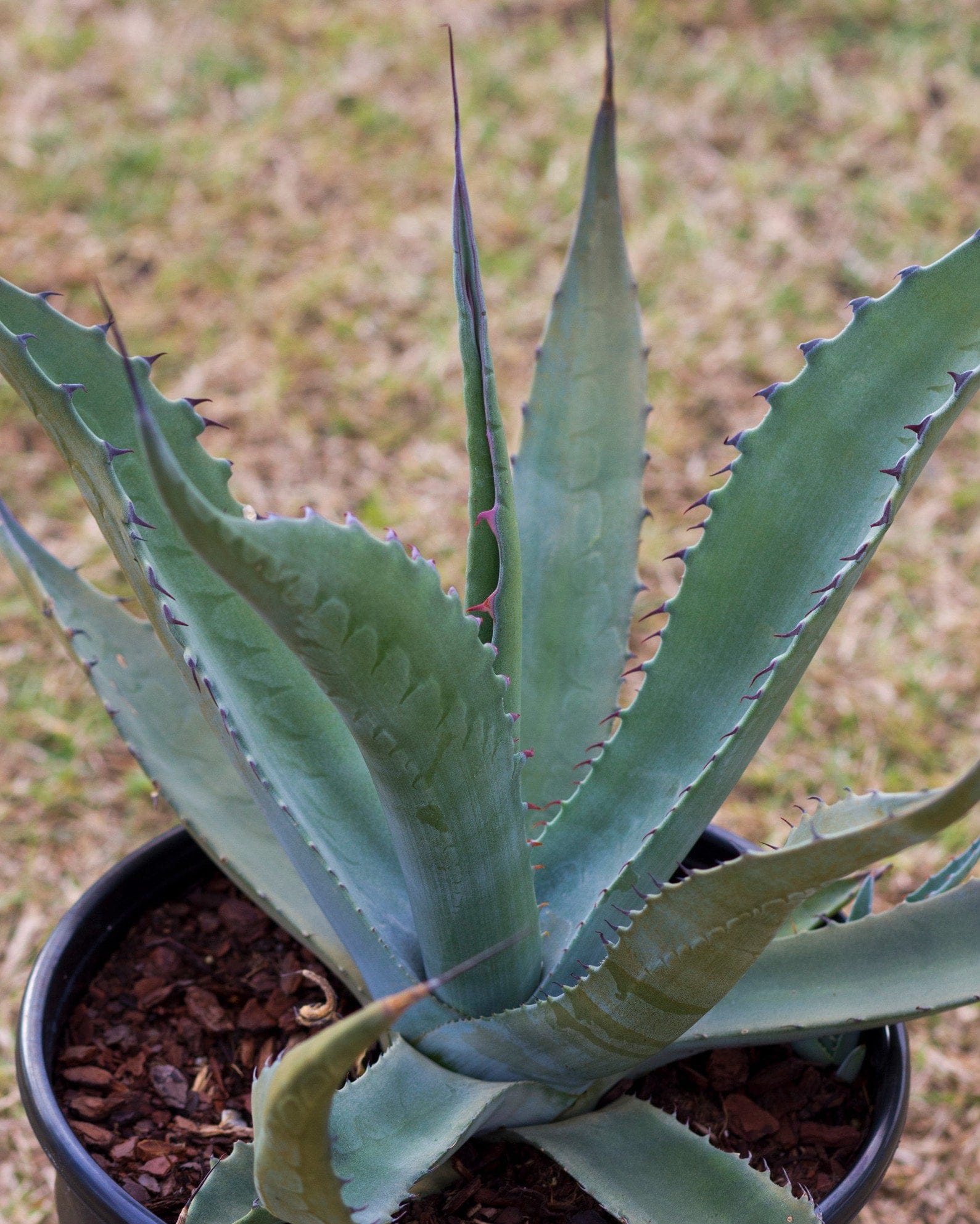 Huachuca Agave - view 4
