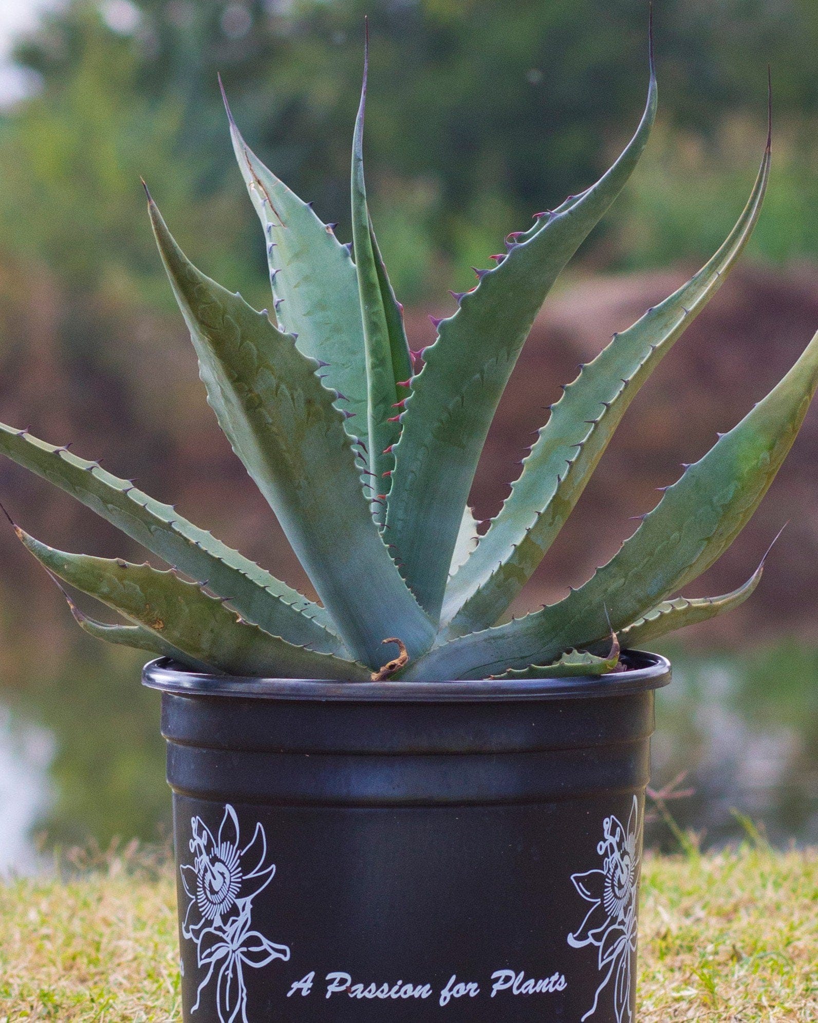 Huachuca Agave - view 5