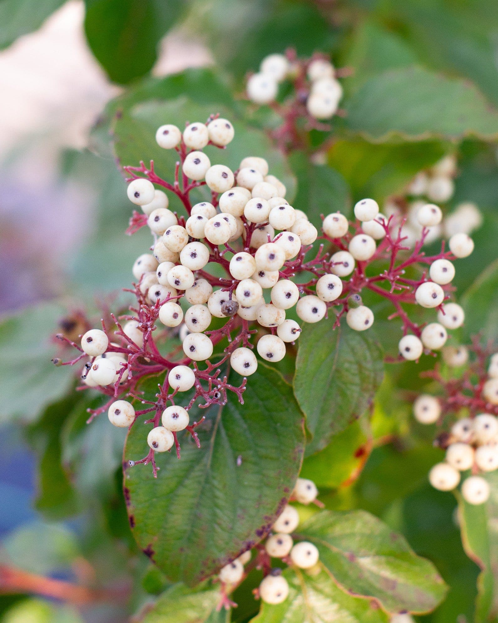 Roughleaf Dogwood - view 2