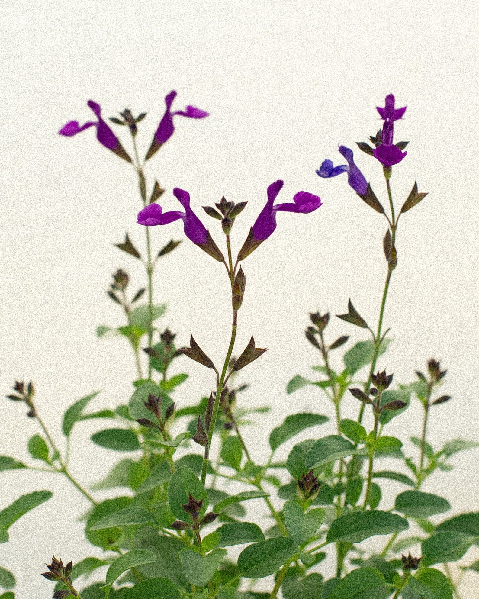 Vibe Ignition Purple Salvia - view 2