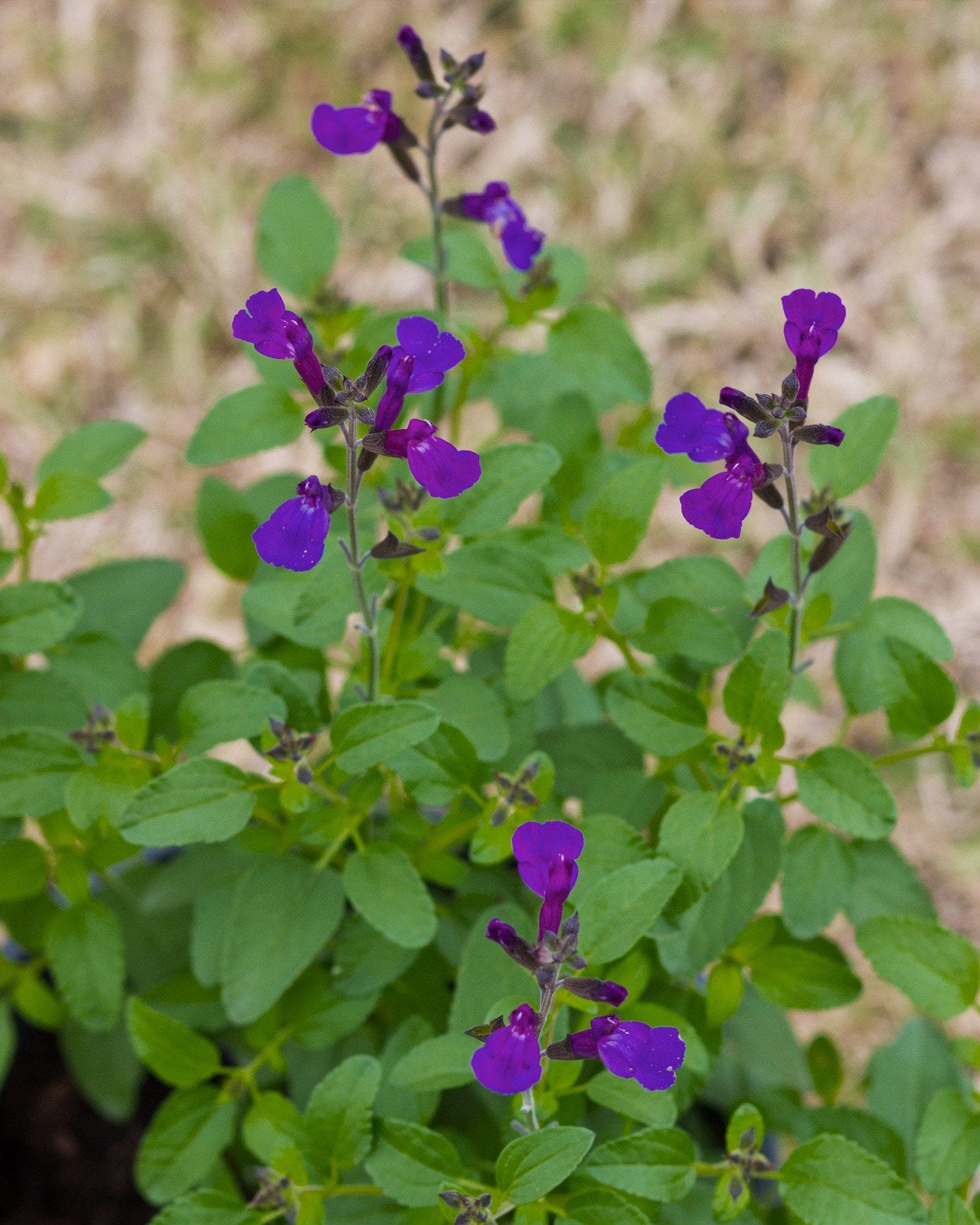 Vibe Ignition Purple Salvia - view 3