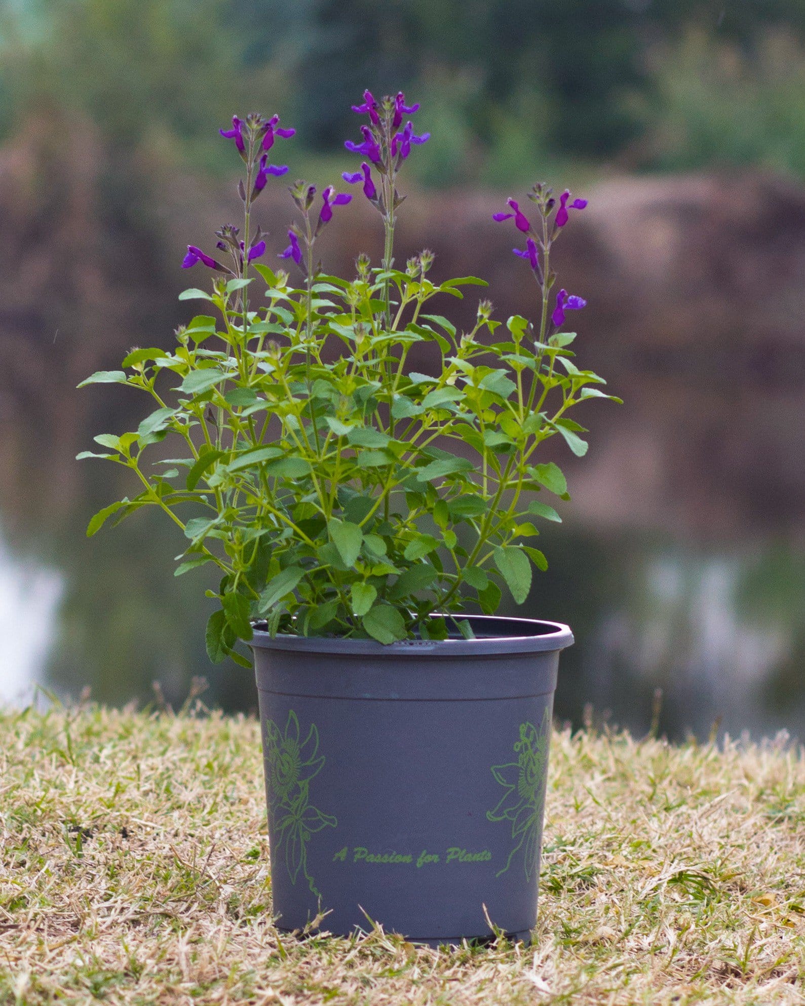 Vibe Ignition Purple Salvia - view 4
