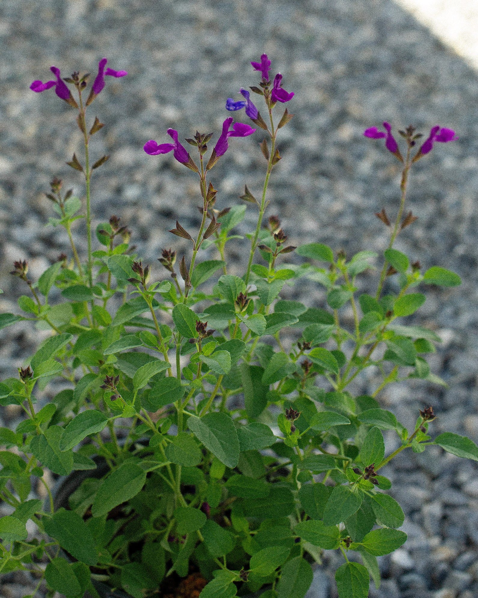 Vibe Ignition Purple Salvia - view 5