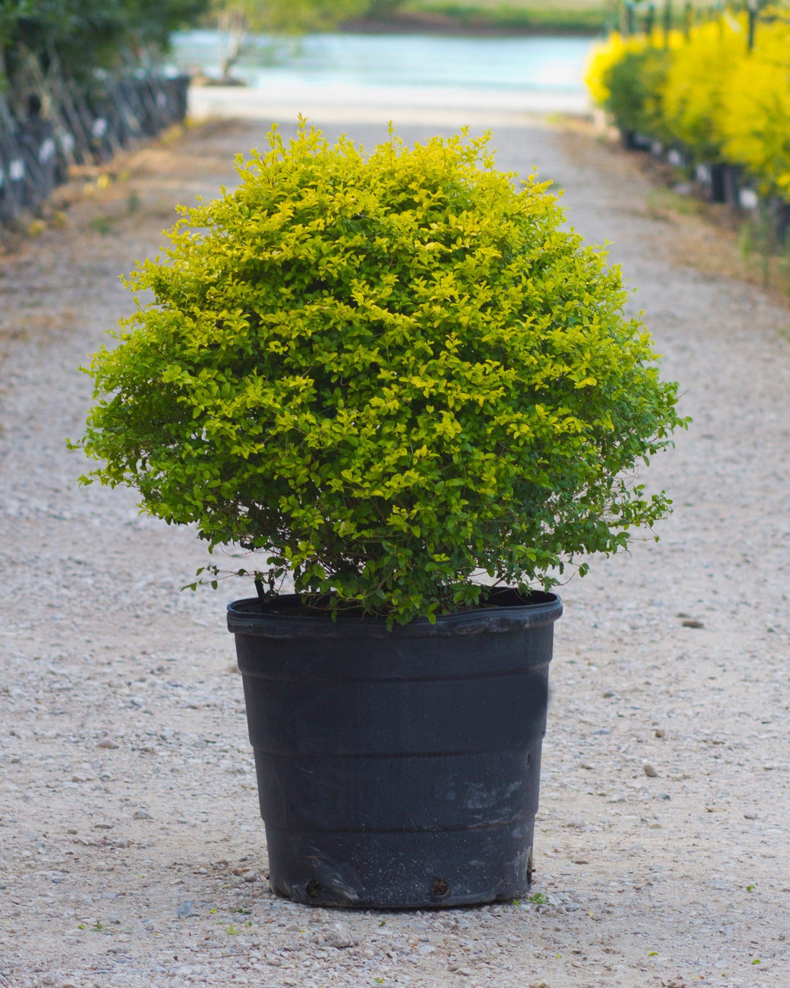 Sunshine Ligustrum - view 2