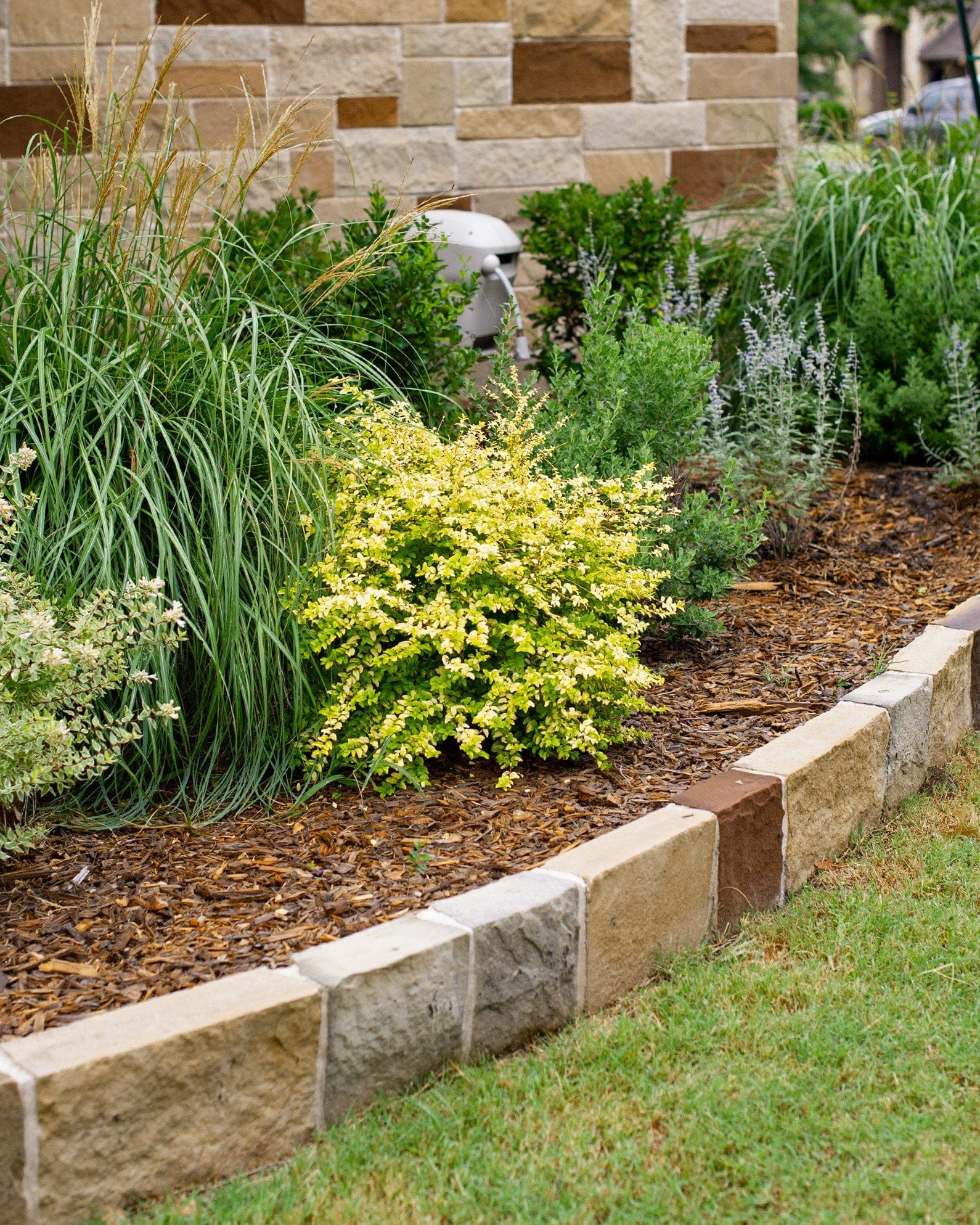 Sunshine Ligustrum - view 3