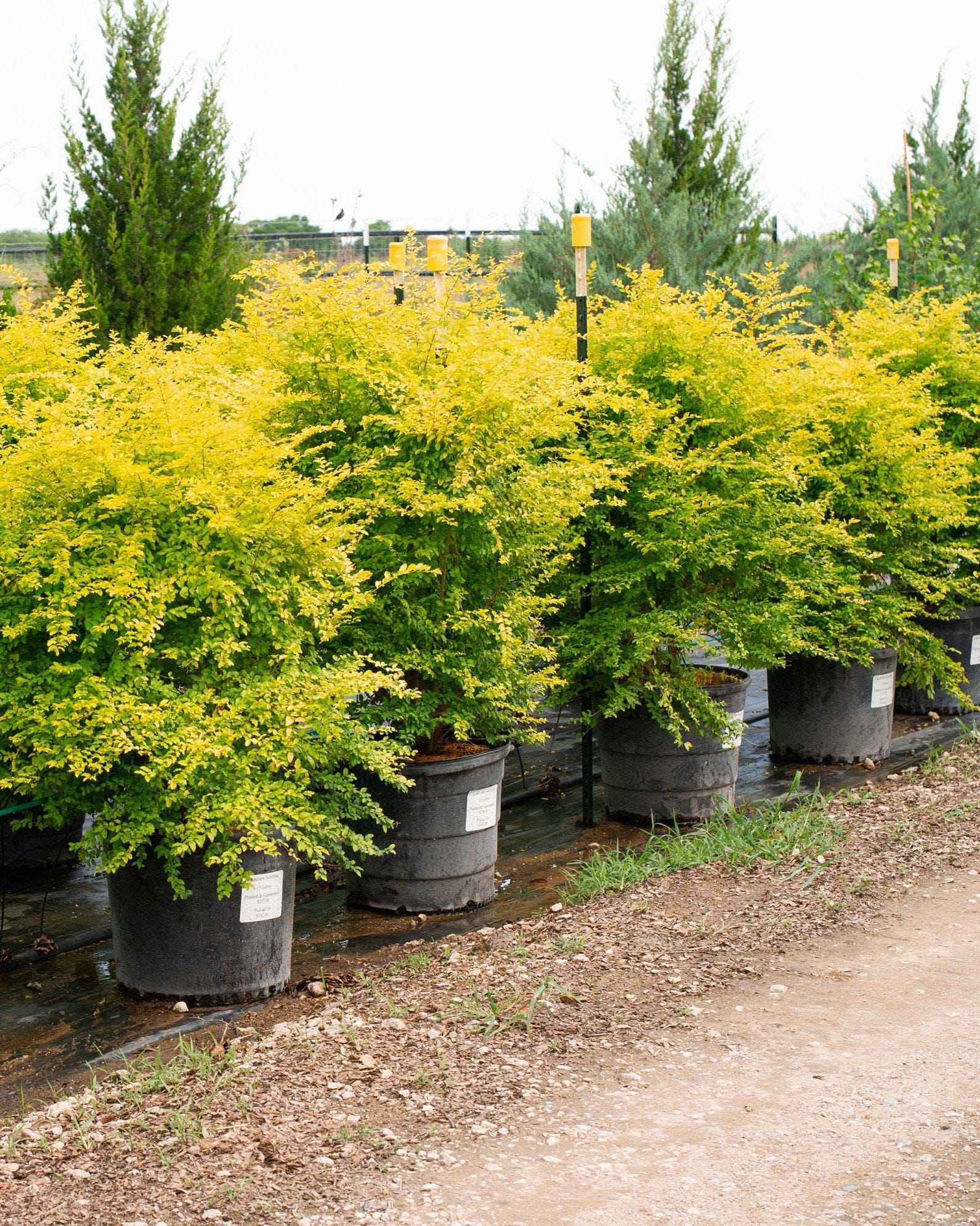 Sunshine Ligustrum - view 5