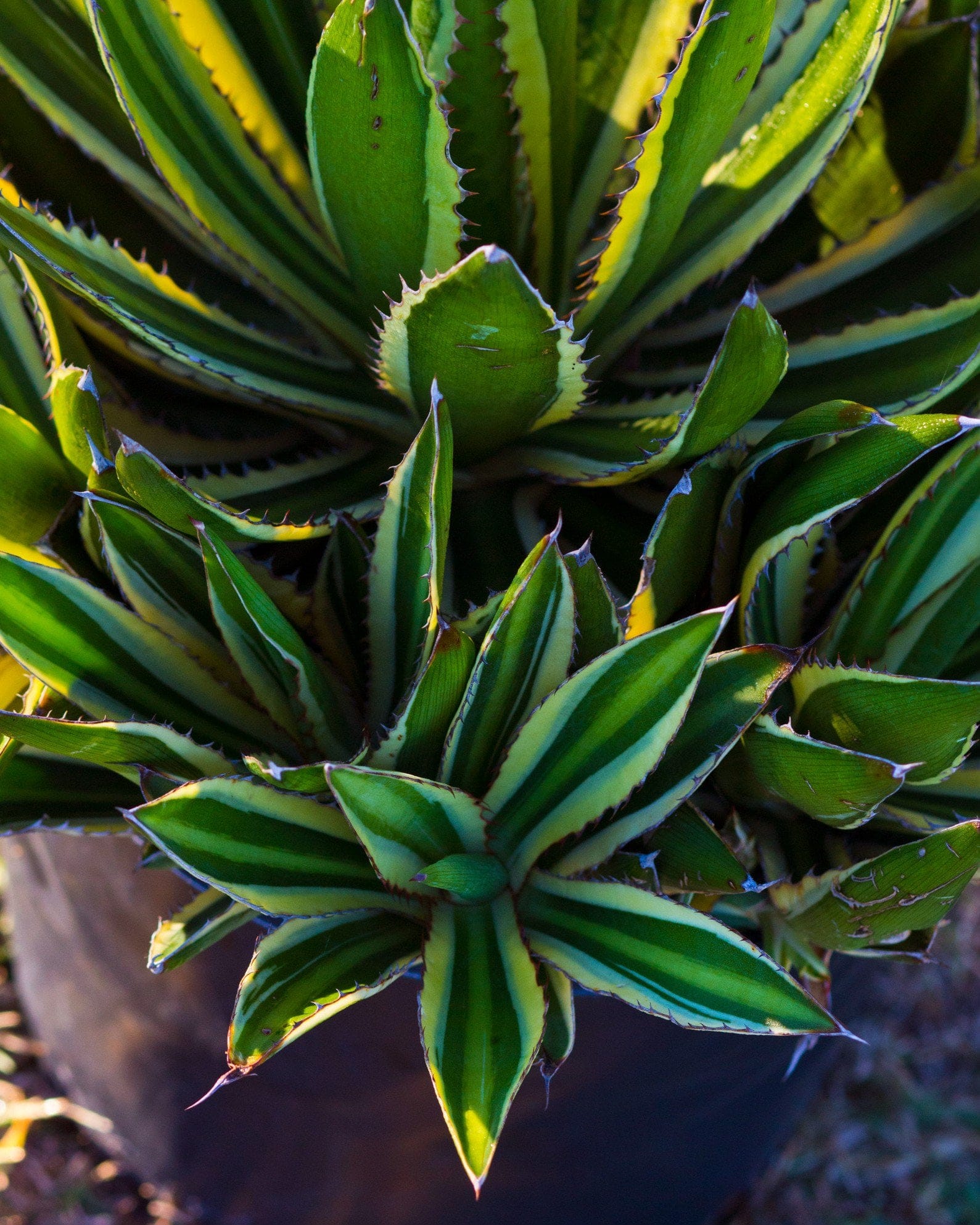 Quadricolor Agave - view 2