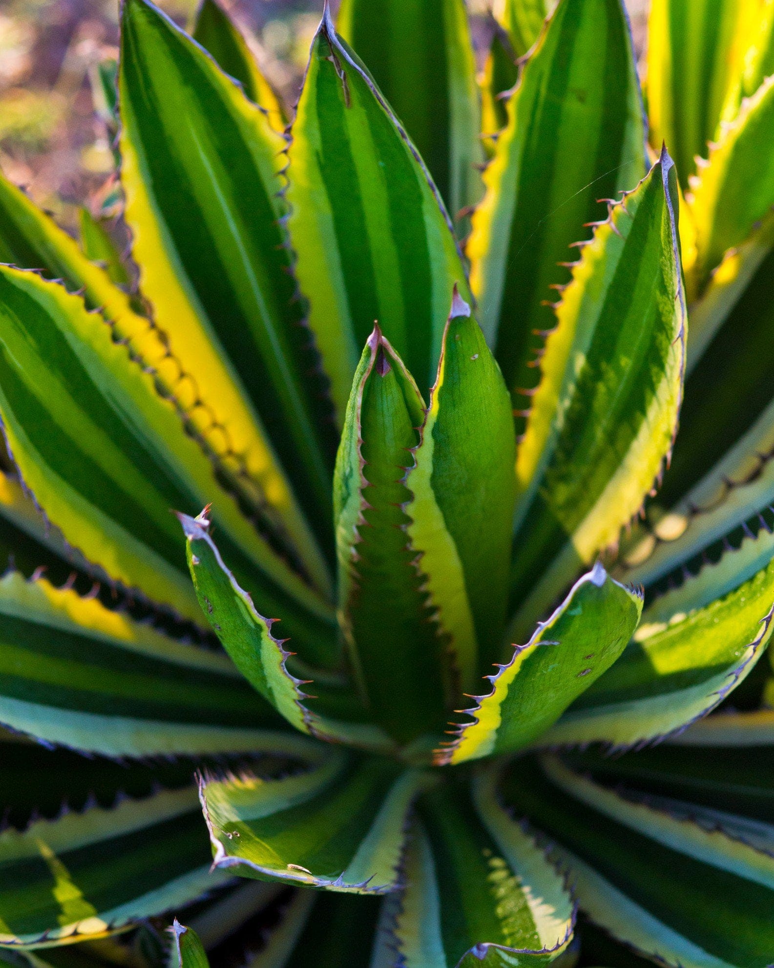Quadricolor Agave - view 3