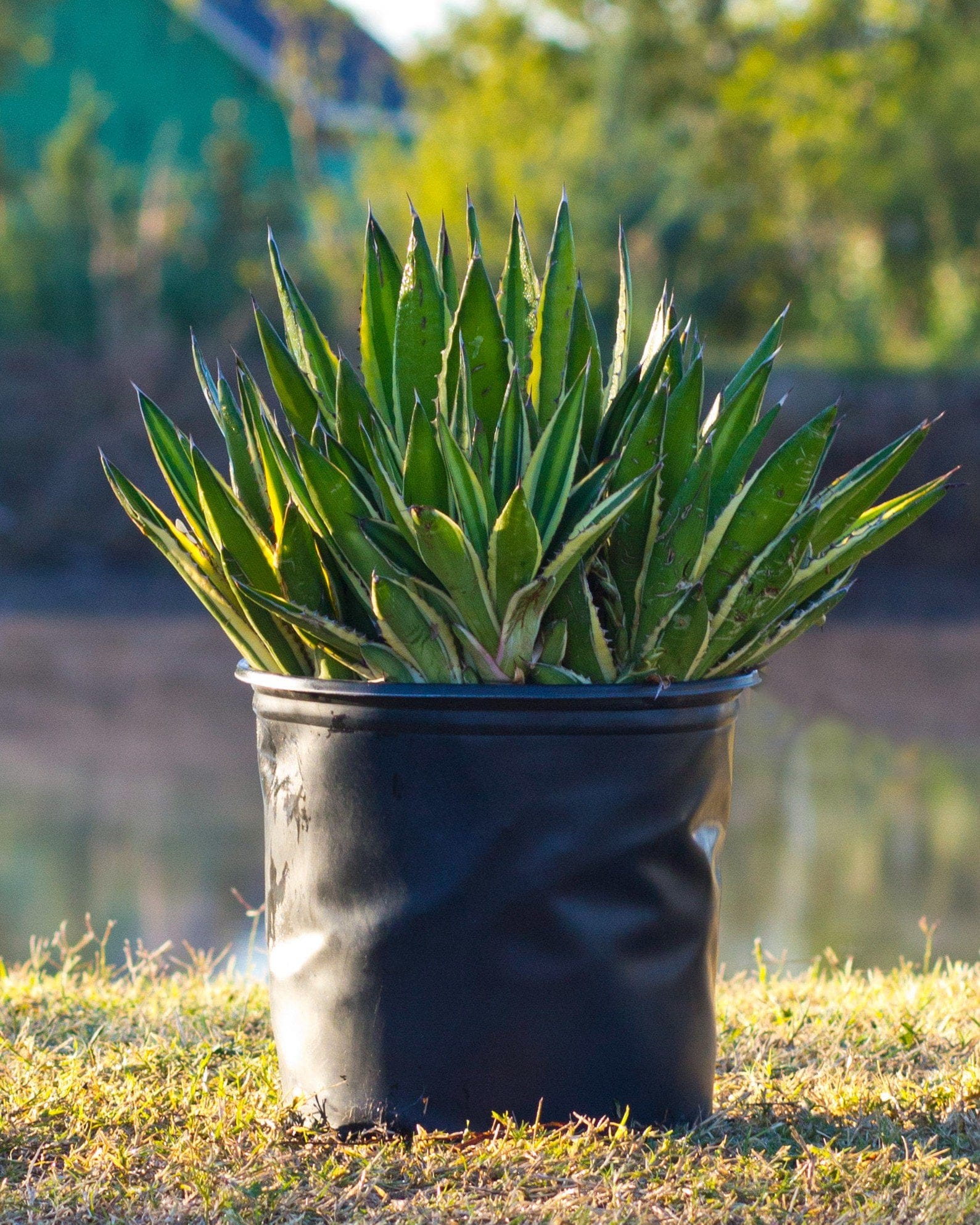 Quadricolor Agave - view 4