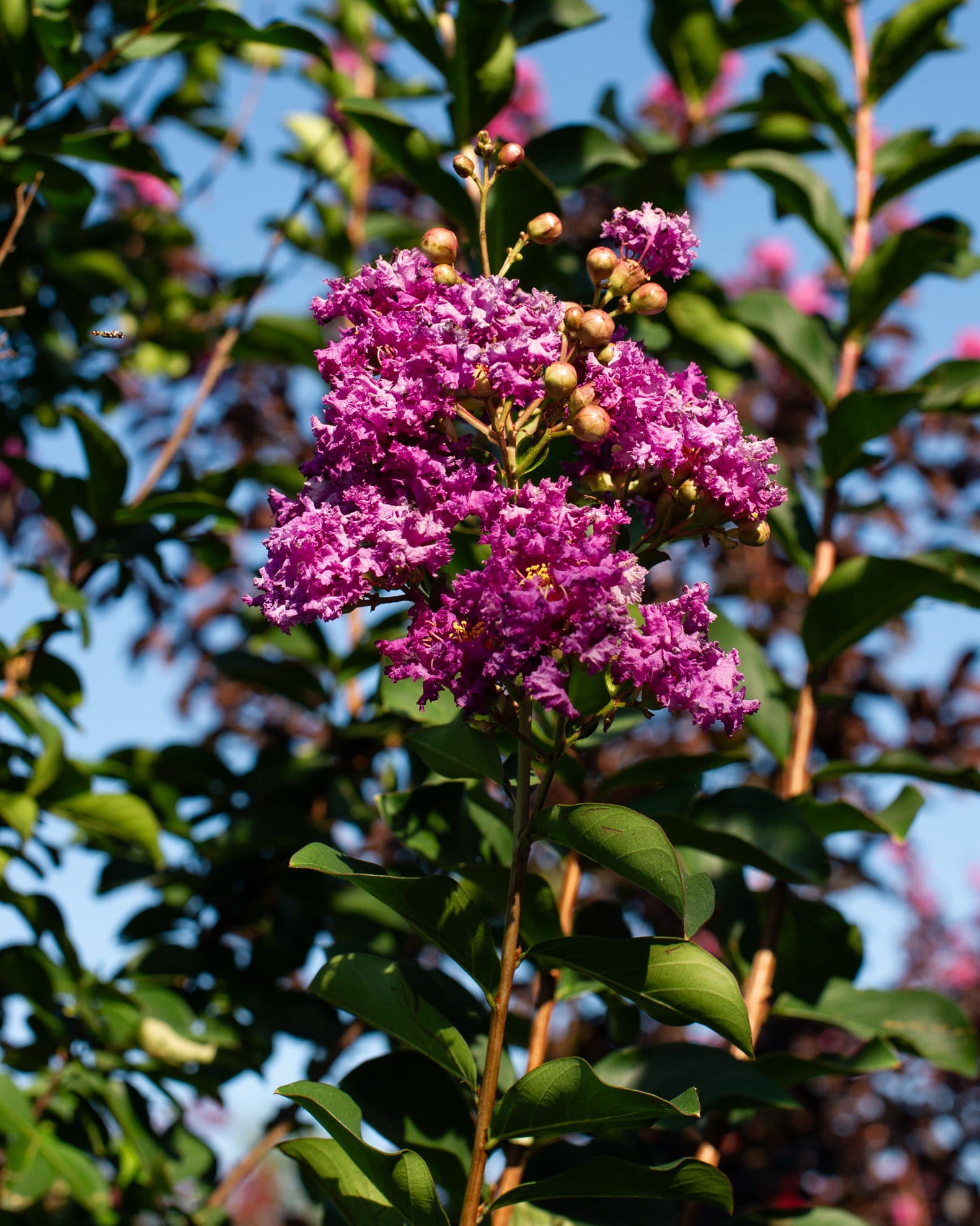 Autauga Crape Myrtle - view 3