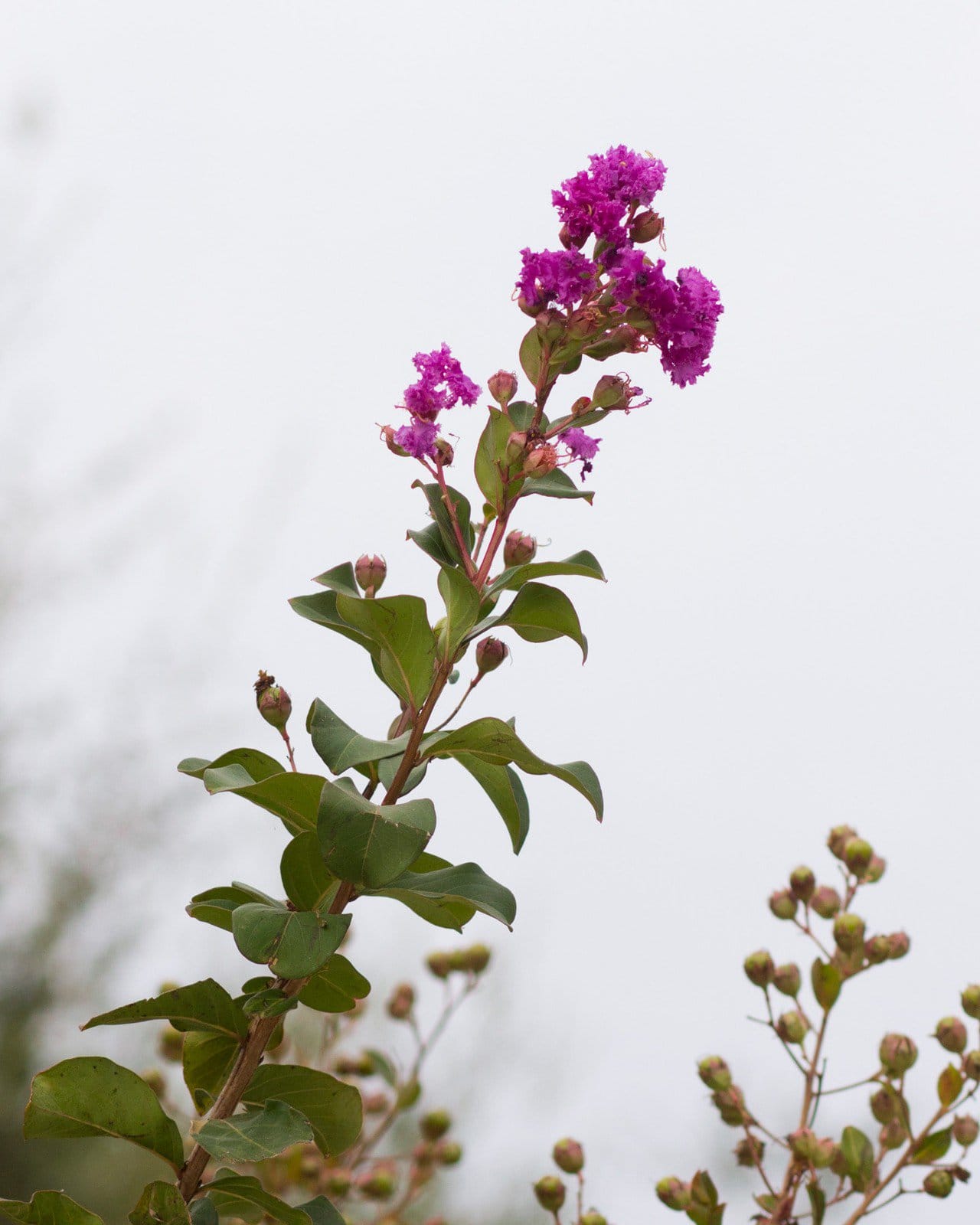 Autauga Crape Myrtle - view 4