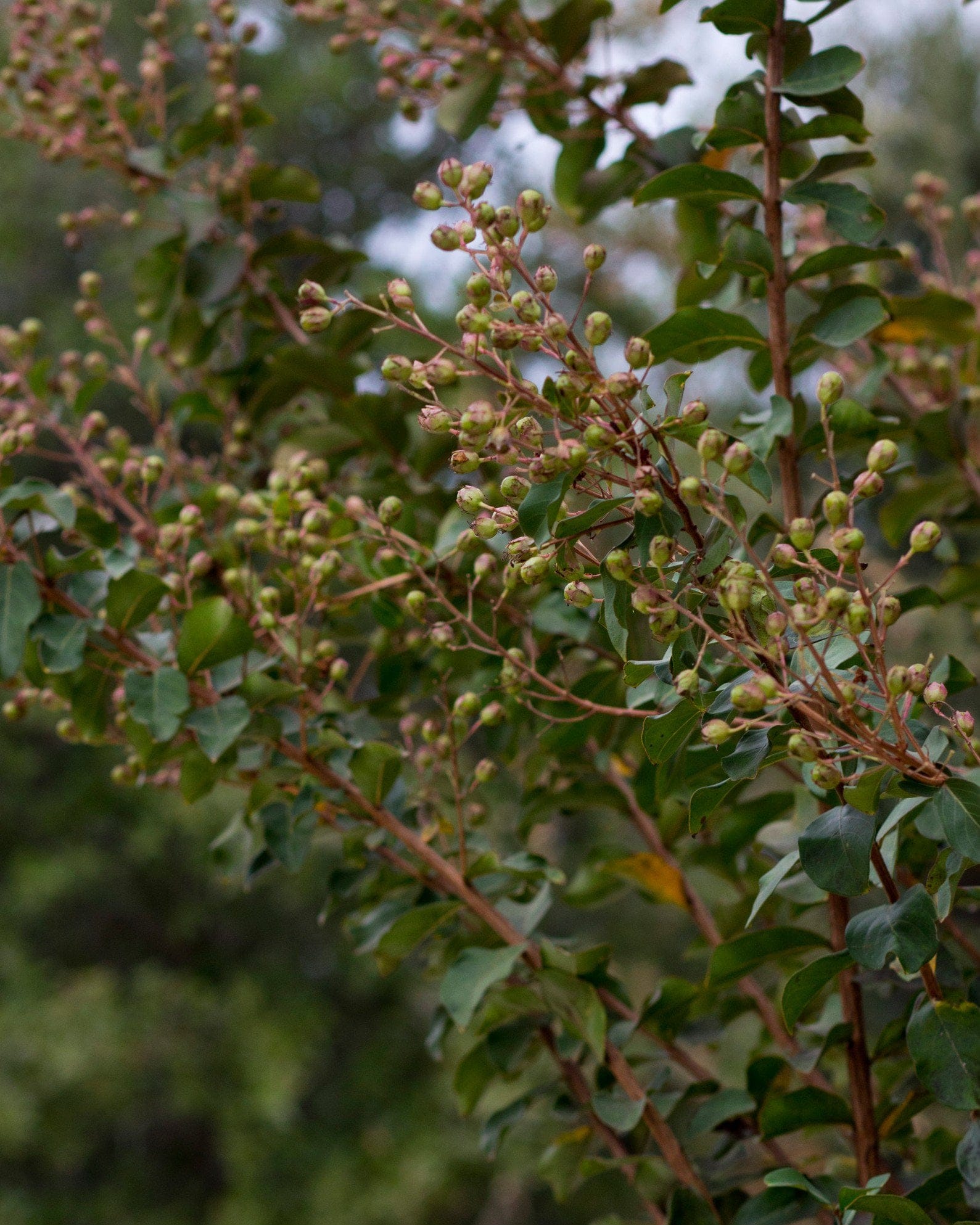 Autauga Crape Myrtle - view 5