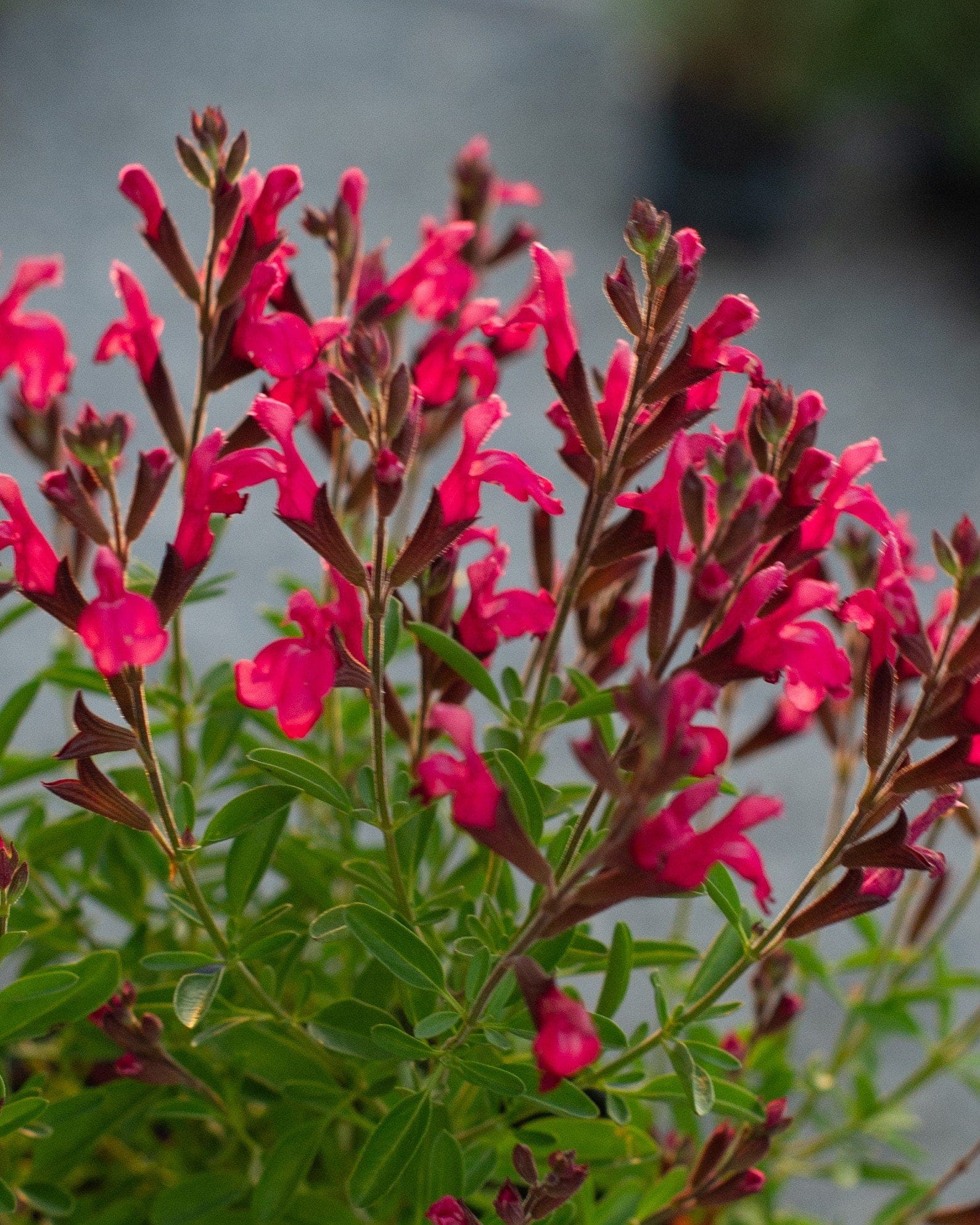 Arctic Blaze Fuchsia Salvia