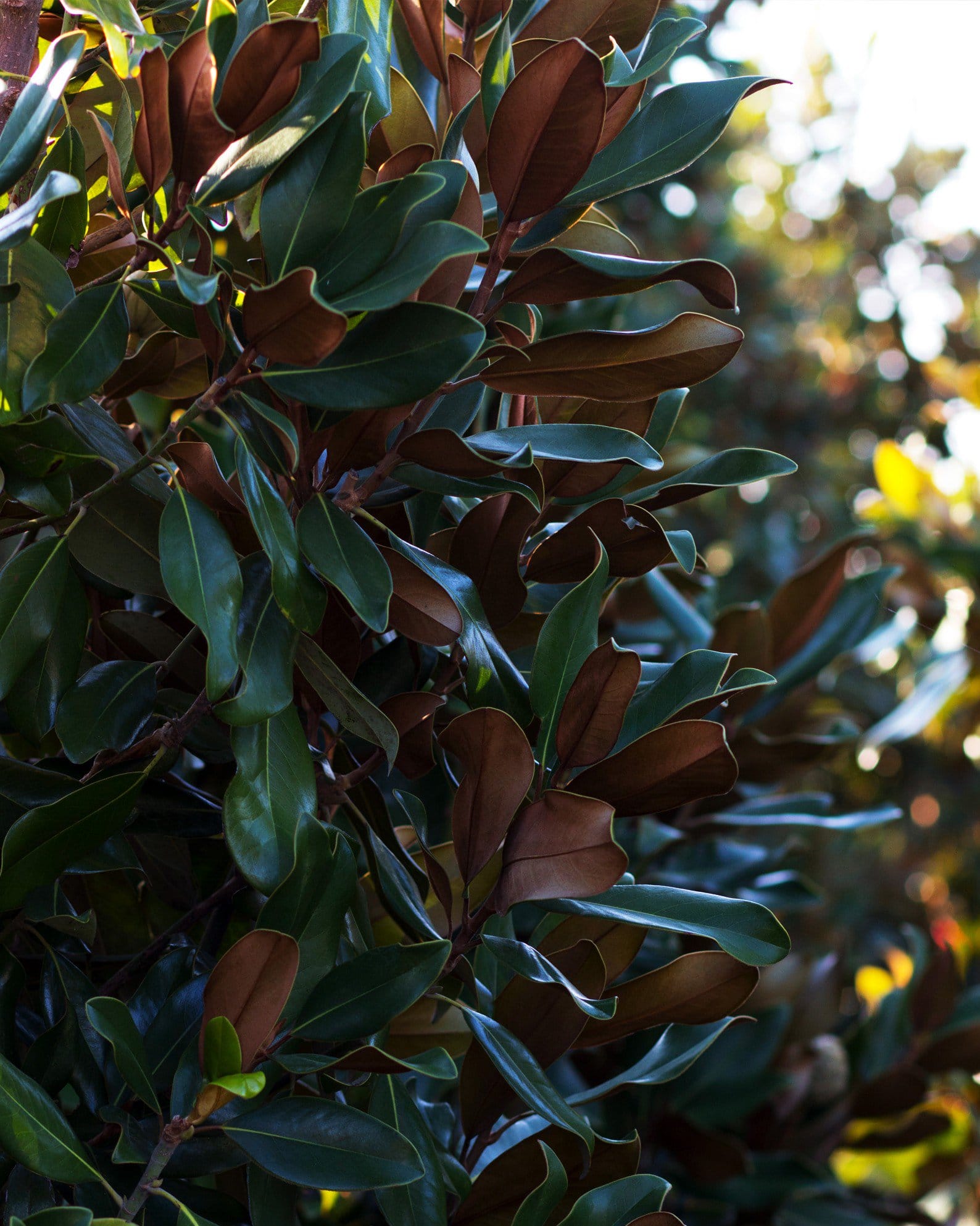 Alta Magnolia - view 5