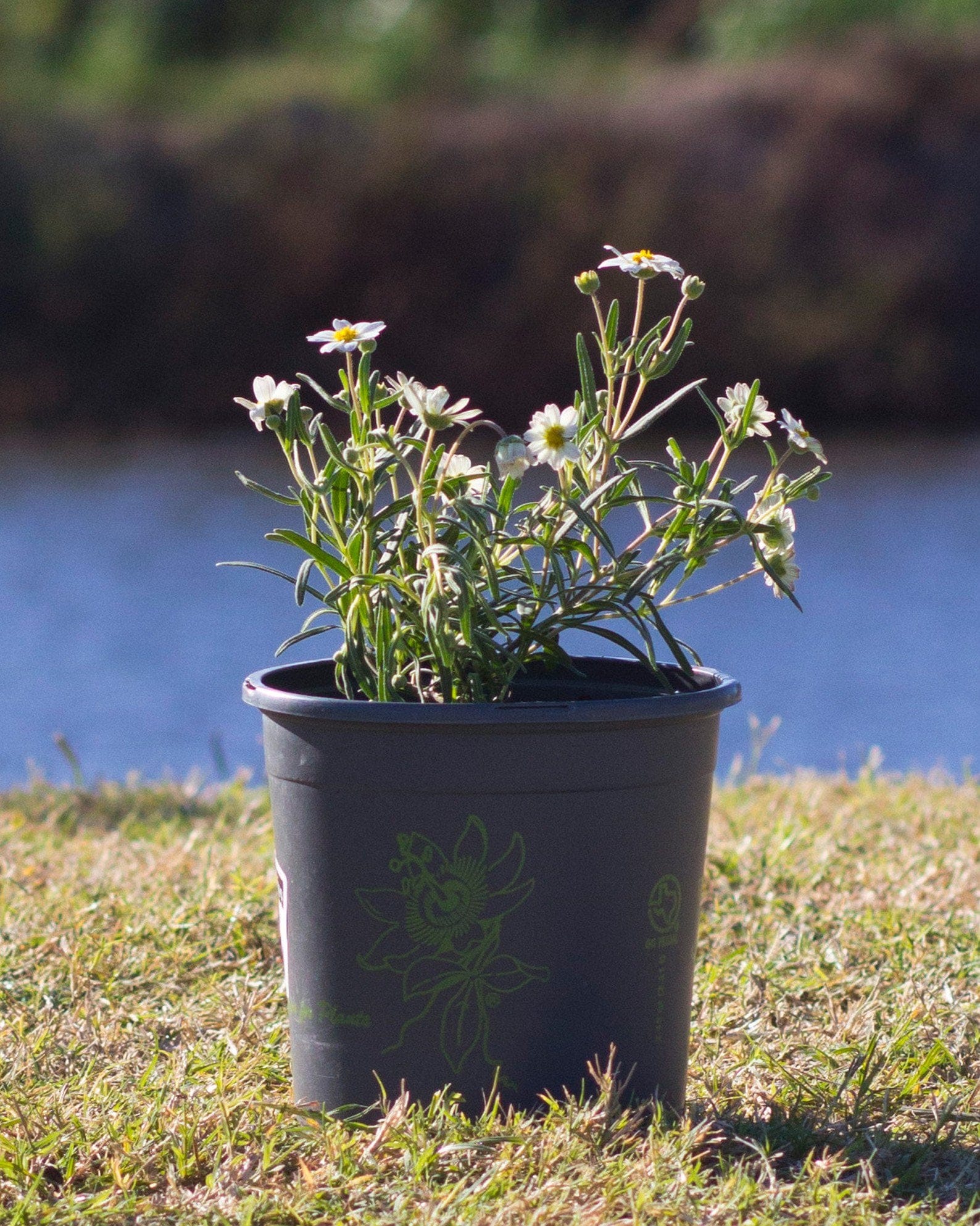 Blackfoot Daisy - view 2