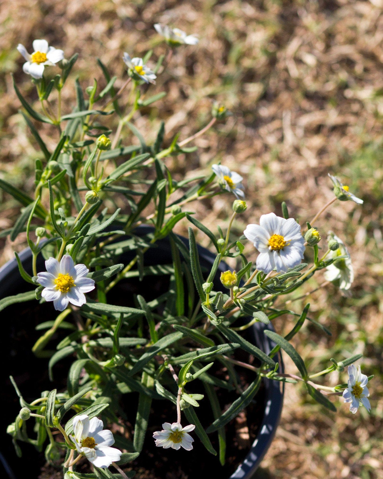 Blackfoot Daisy - view 3