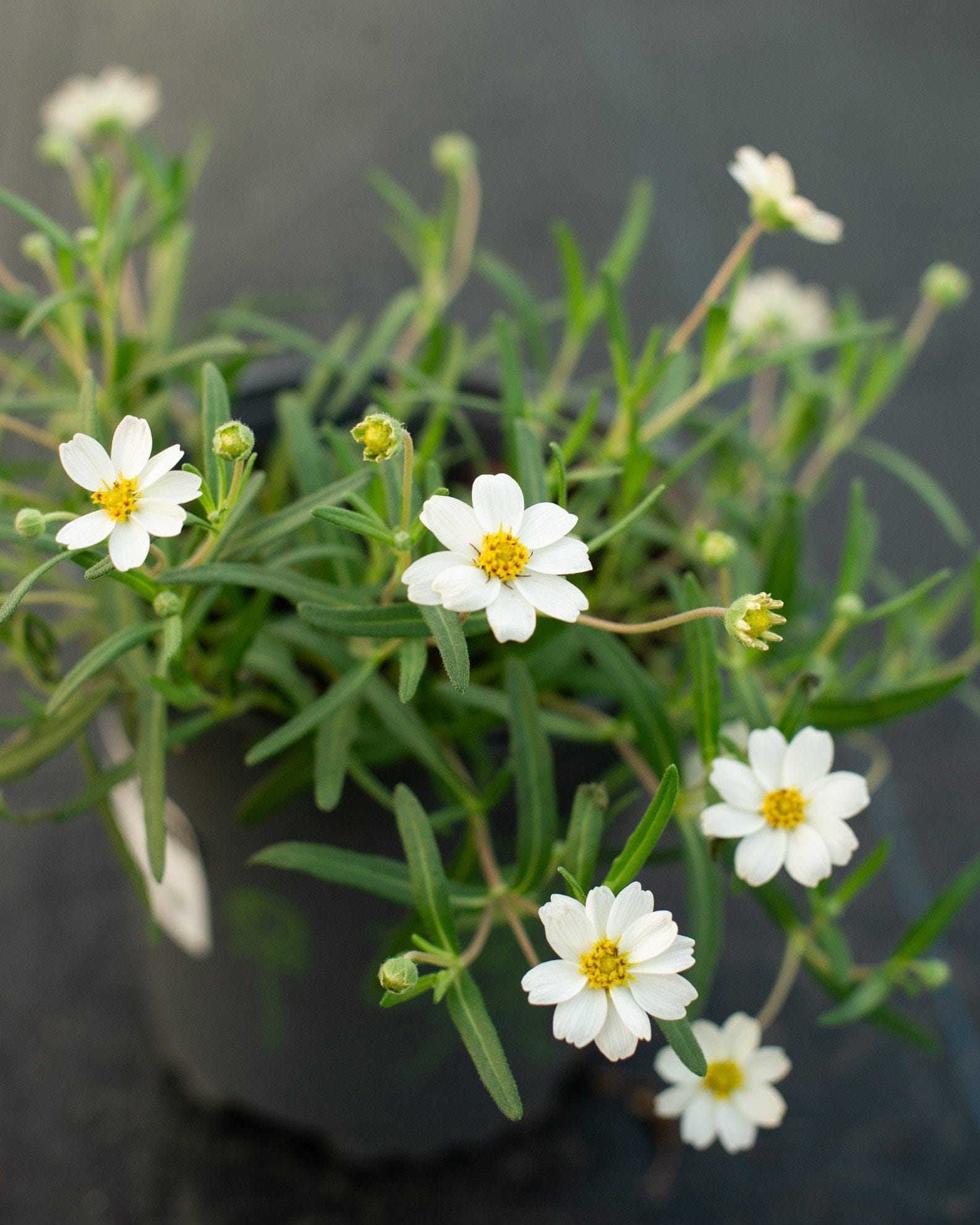 Blackfoot Daisy - view 4