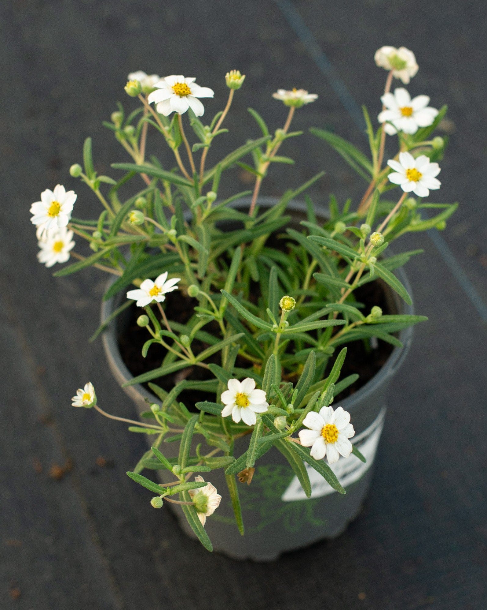 Blackfoot Daisy - view 5