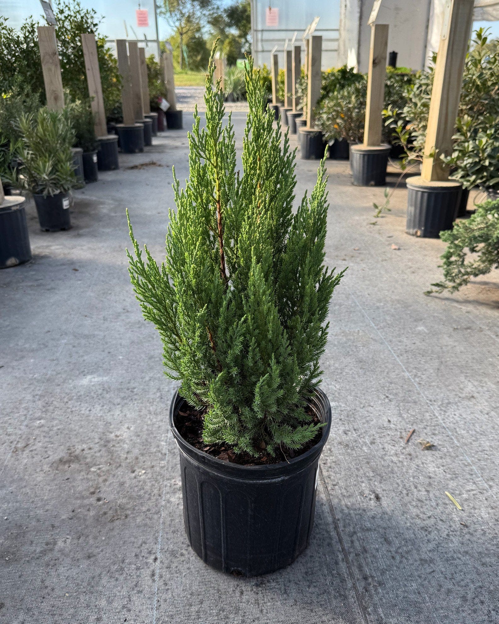Blue Point Juniper - view 2