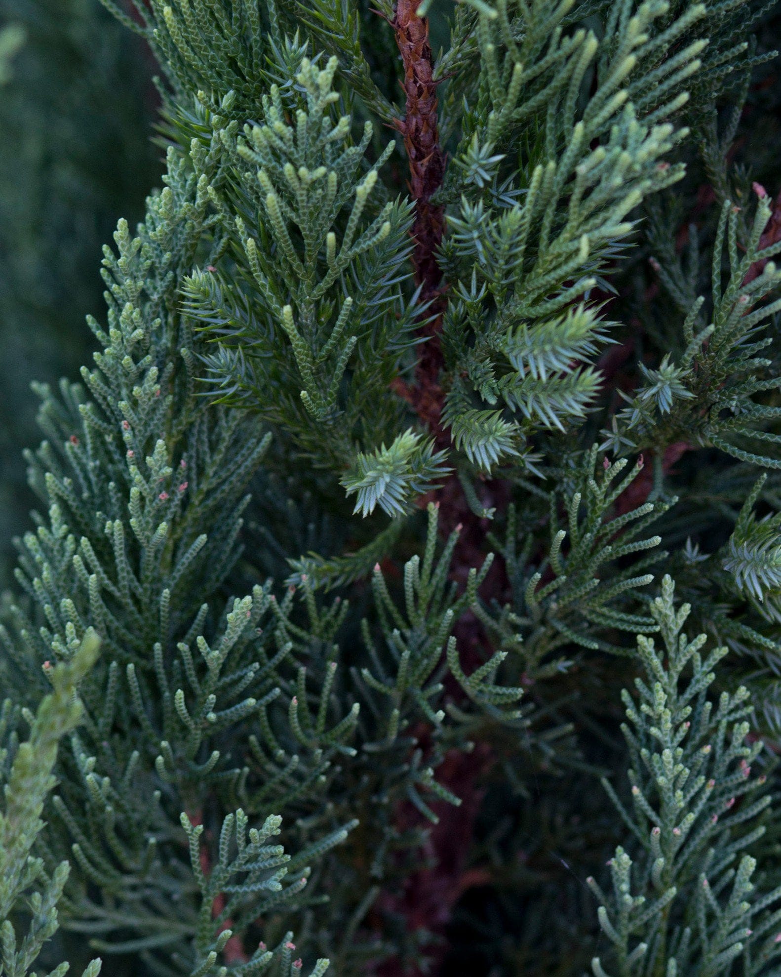 Blue Point Juniper - view 4