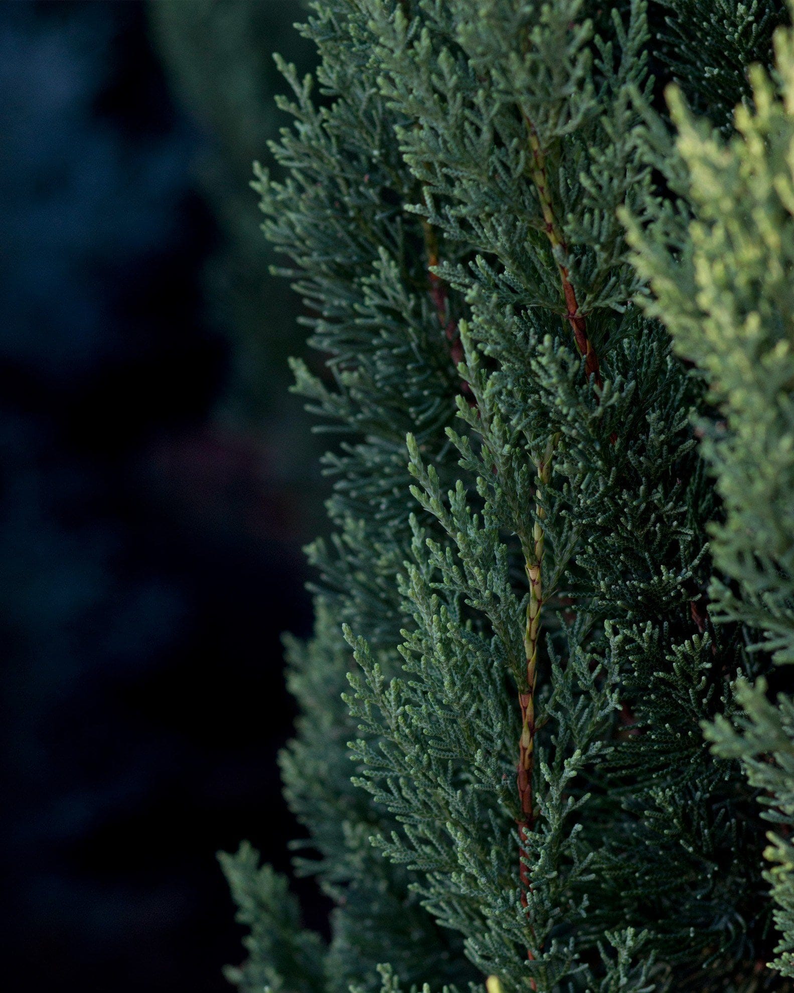 Blue Point Juniper - view 5