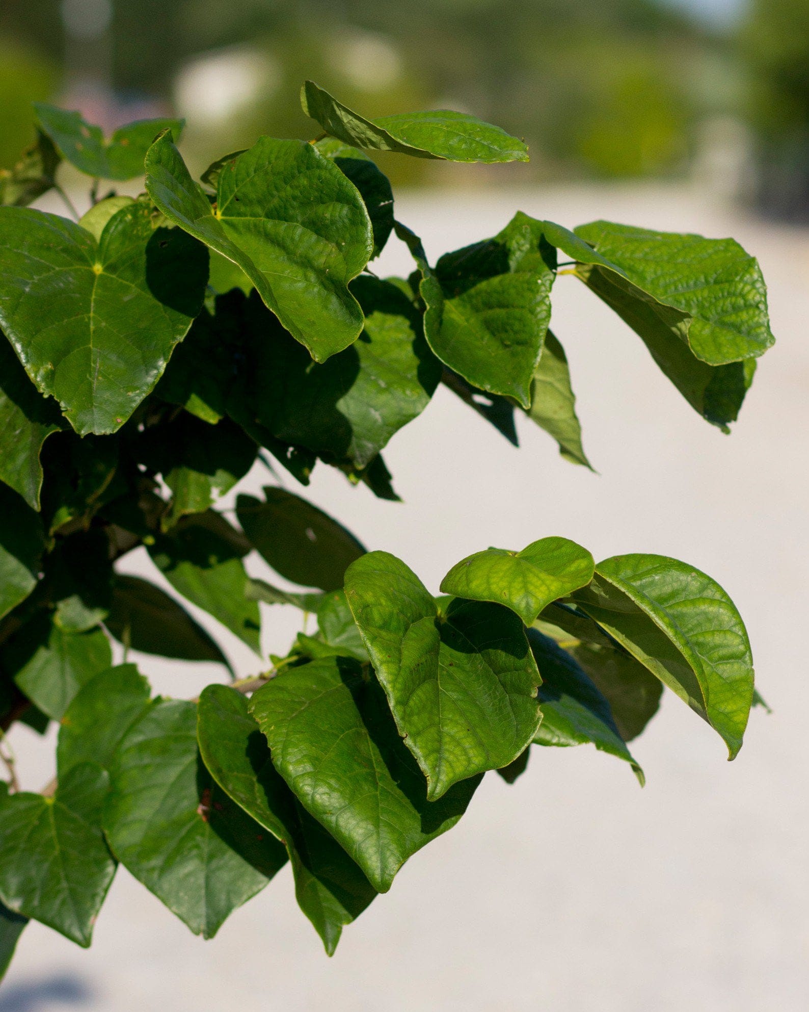 Bubble Gum Redbud - view 4