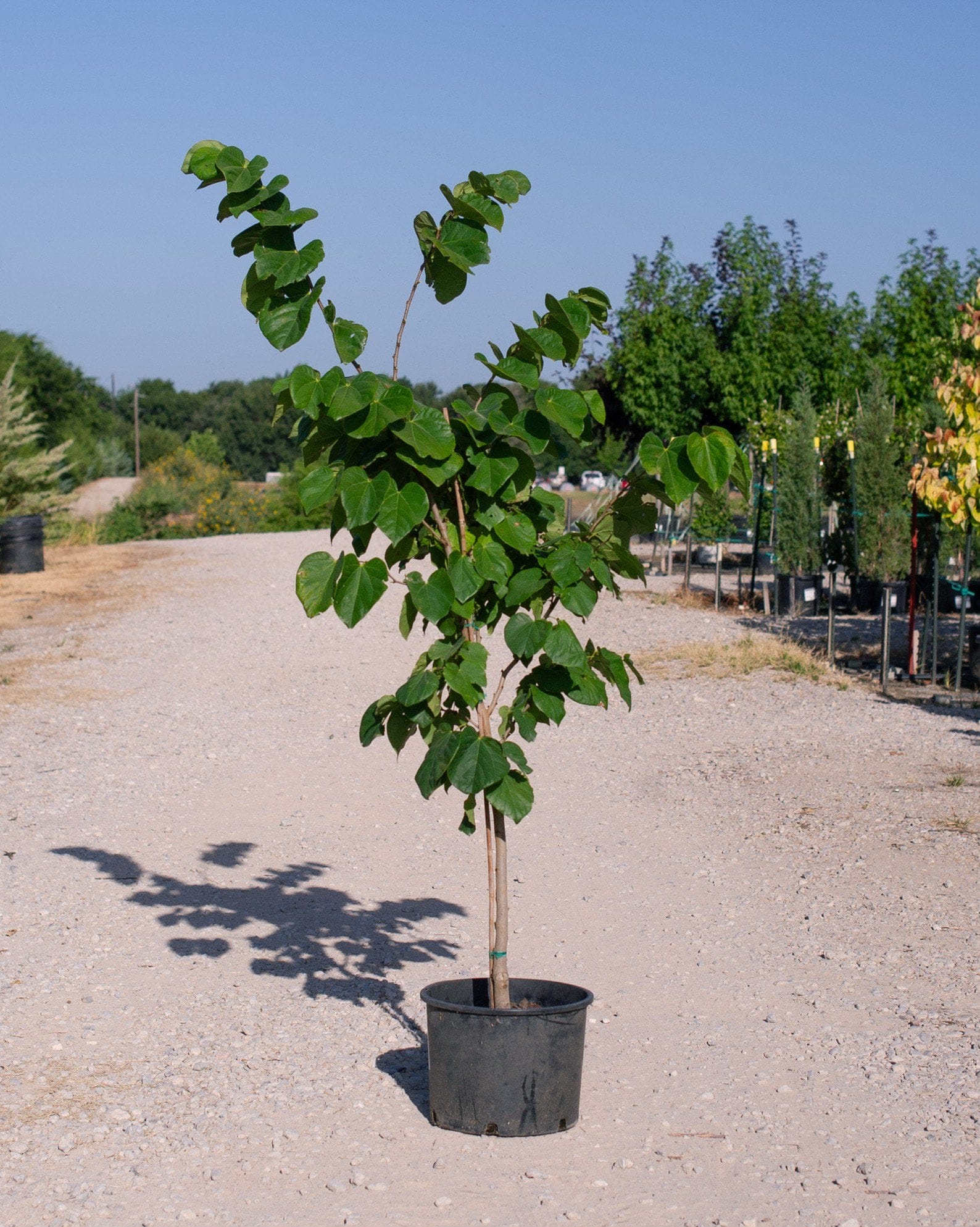 Bubble Gum Redbud - view 5