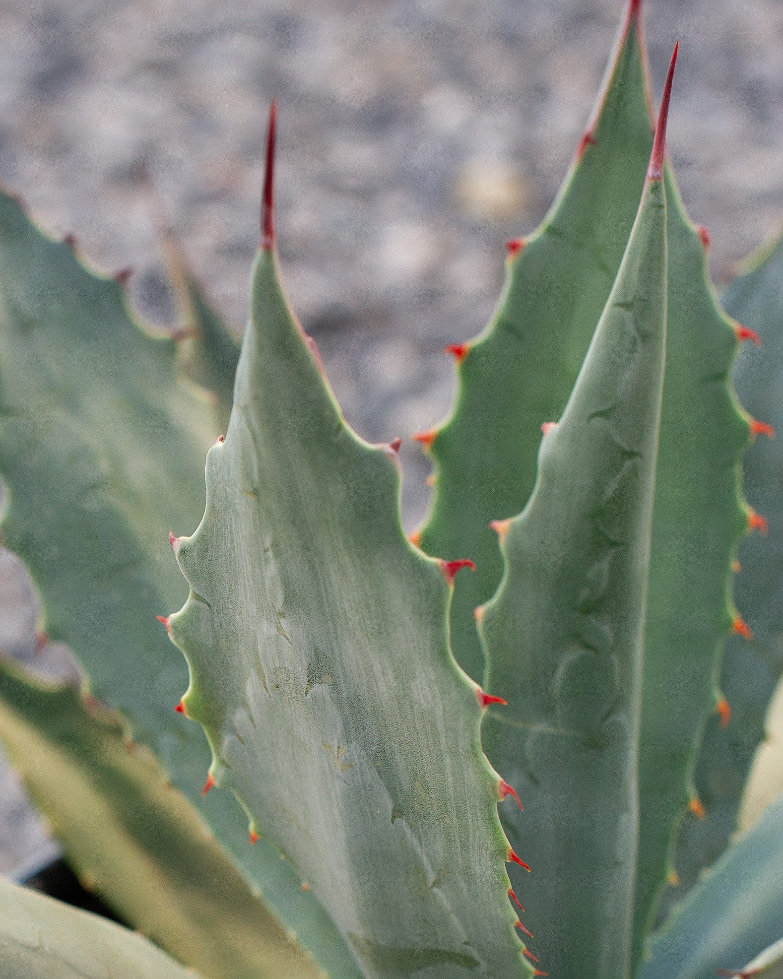 Coues Agave - view 3