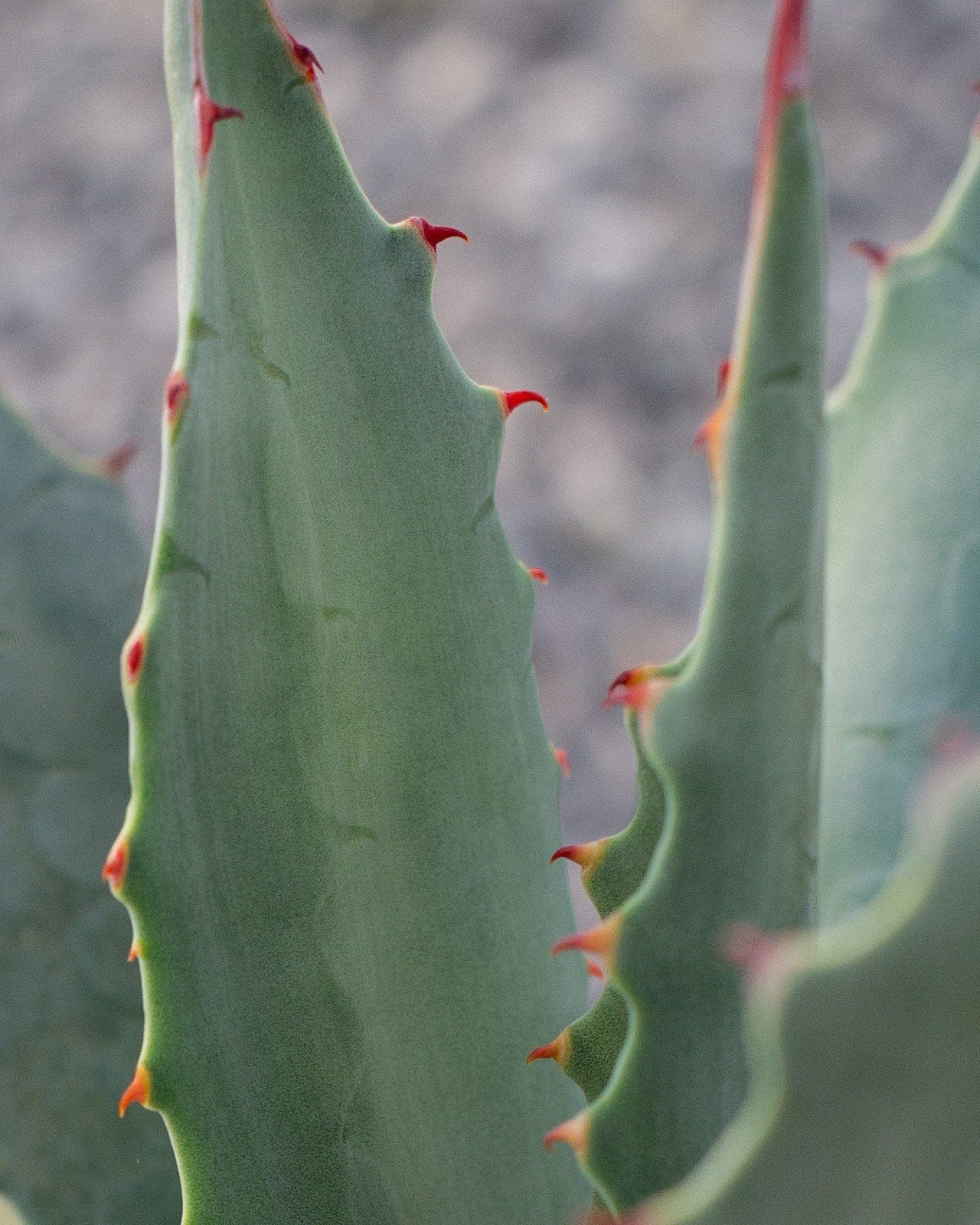 Coues Agave - view 4