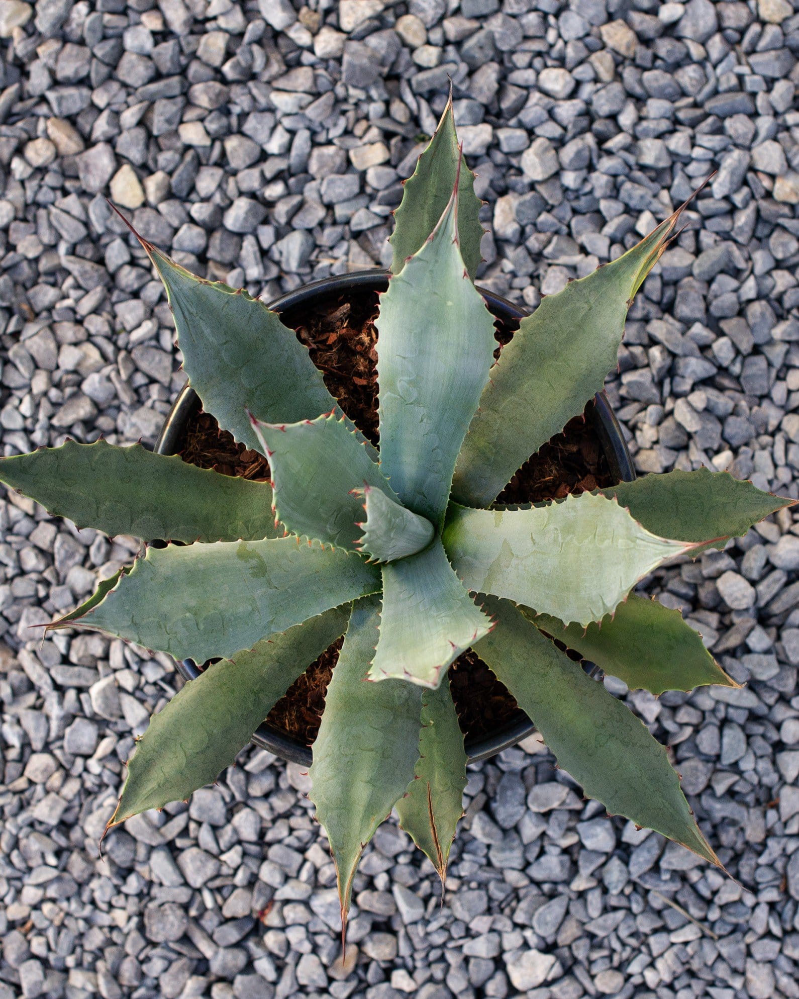 Coues Agave - view 5