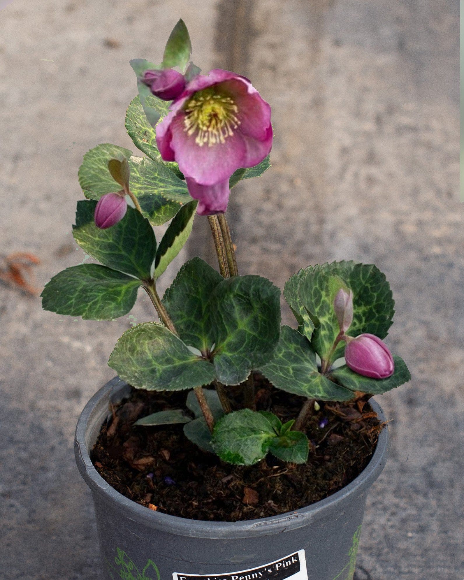 Frostkiss Penny's Pink Helleborus - Main Image