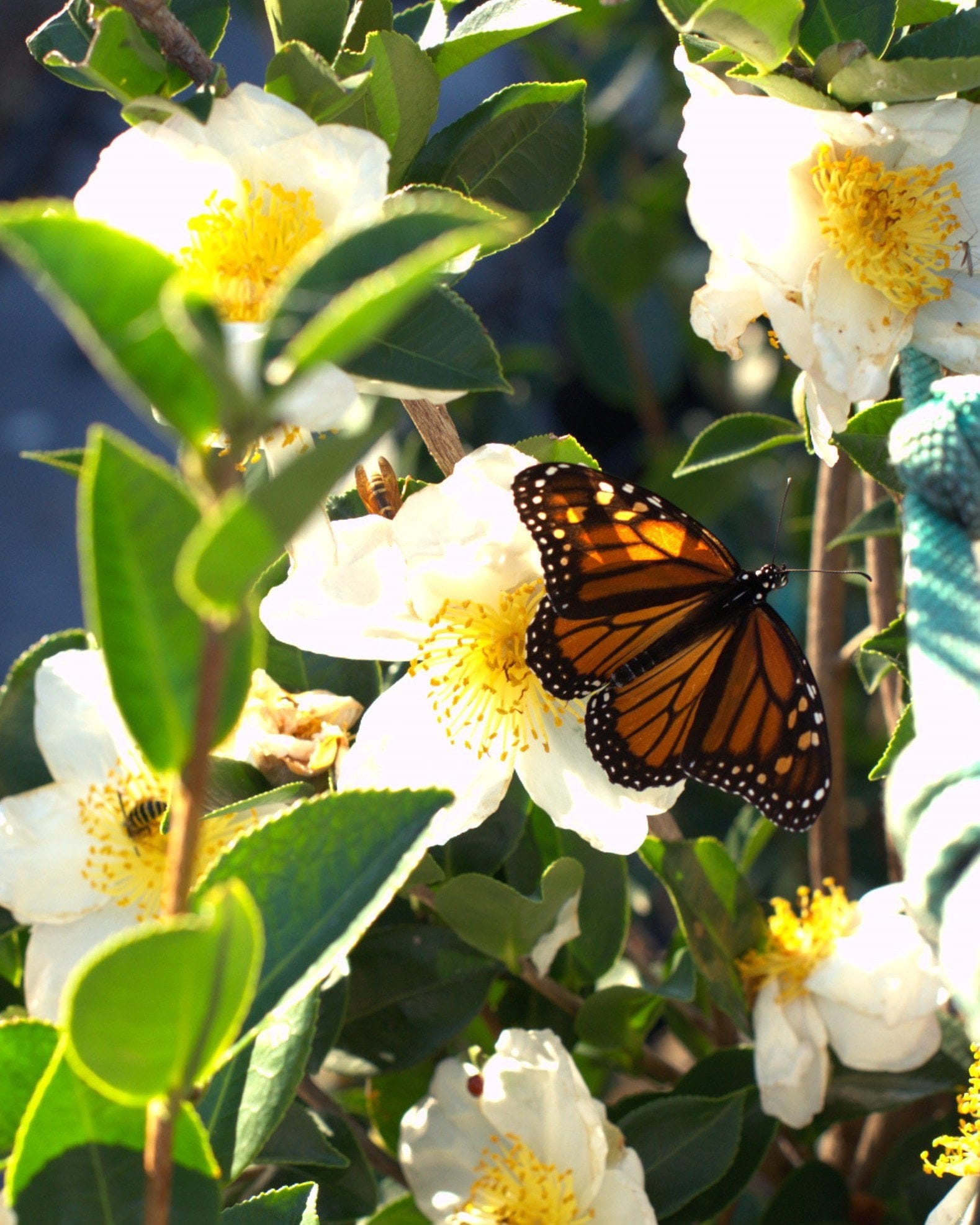 Daydream Believer Camellia - view 2