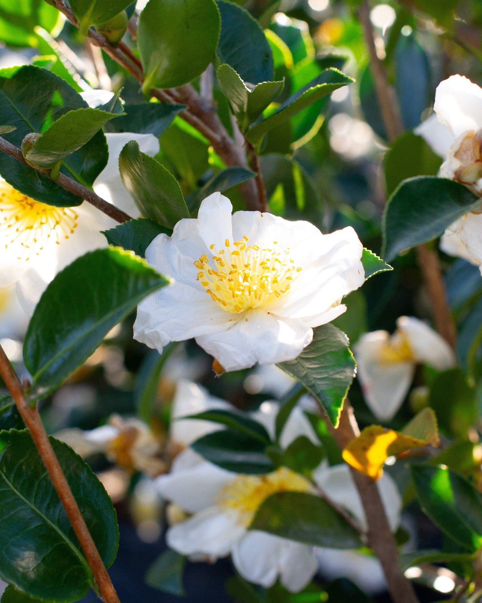 Daydream Believer Camellia - view 3