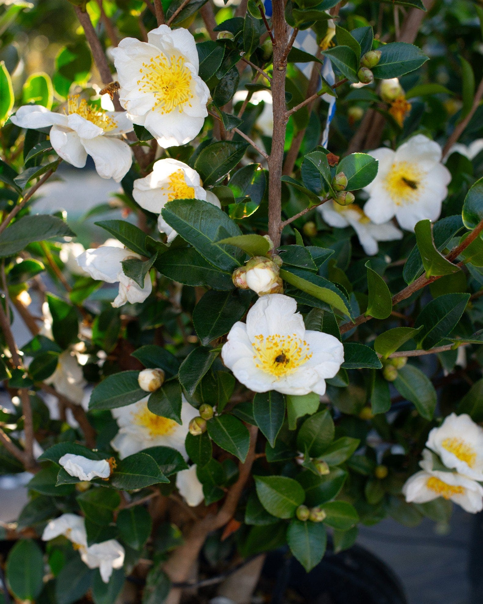 Daydream Believer Camellia - view 4
