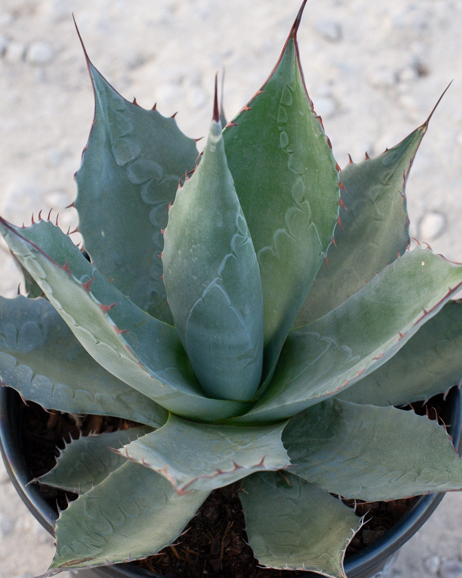 Cabbage Head Agave - view 3