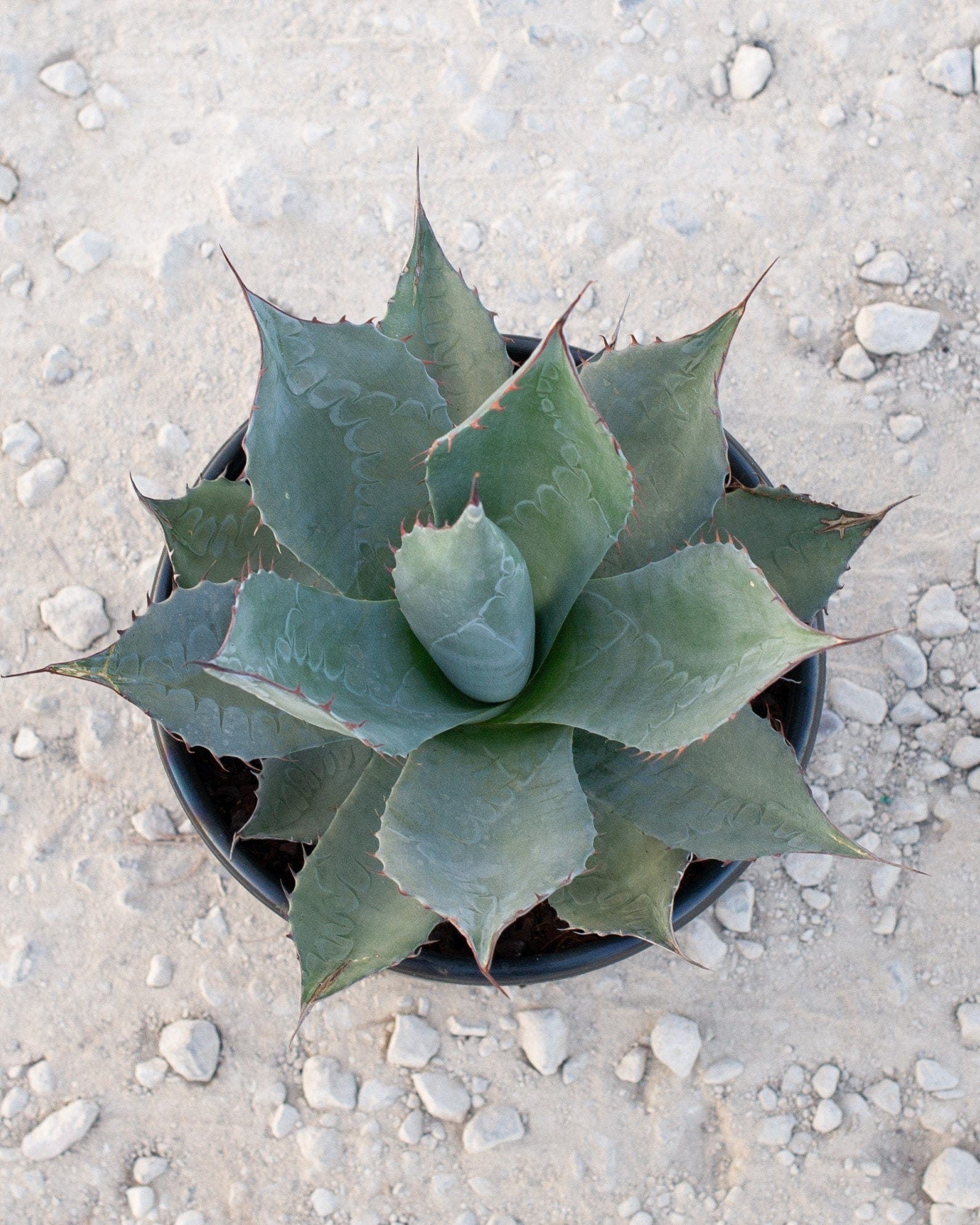 Cabbage Head Agave - view 4