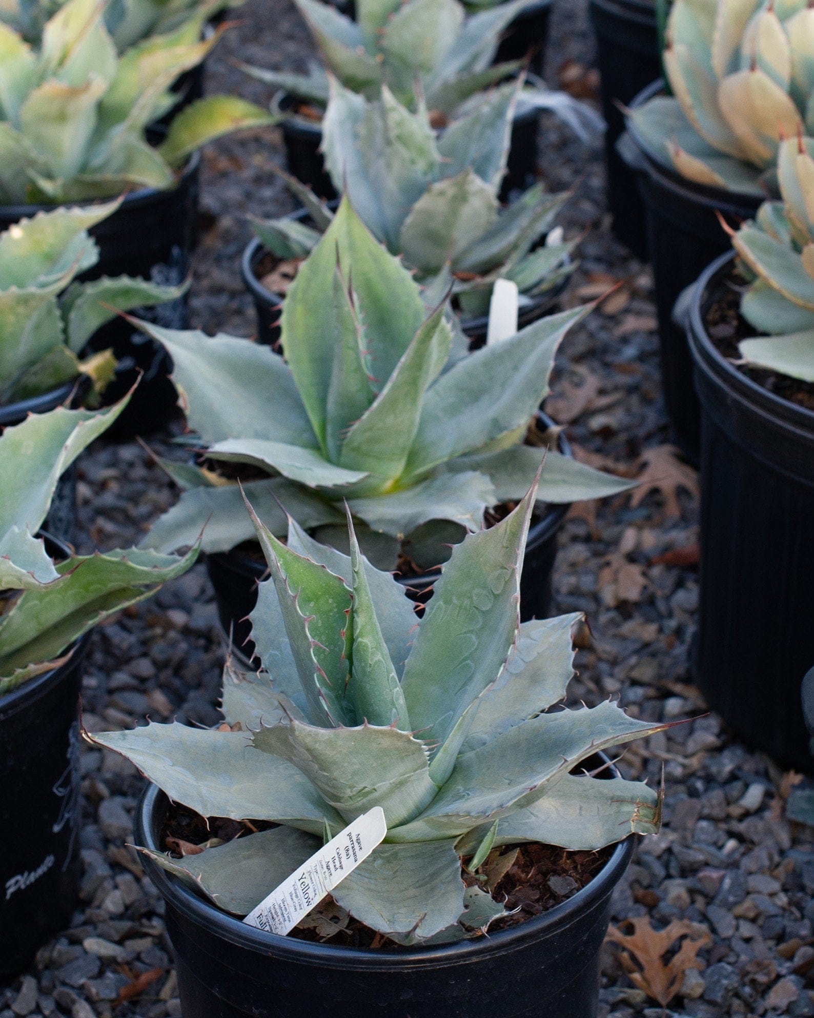 Cabbage Head Agave - view 5