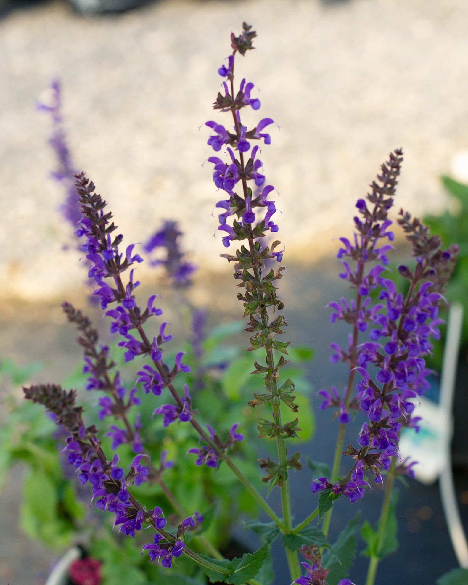 Blue By You Salvia