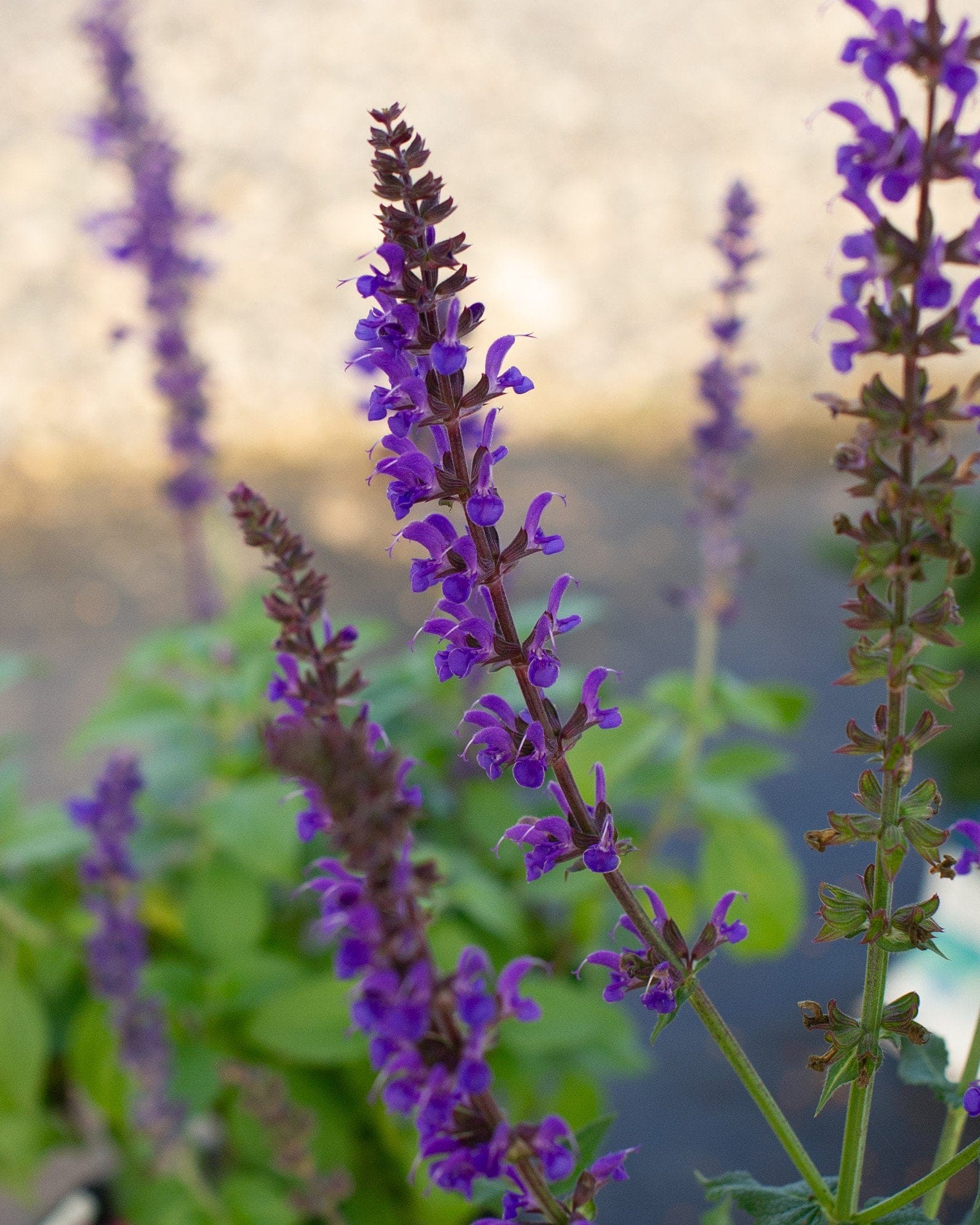 Blue By You Salvia - view 3