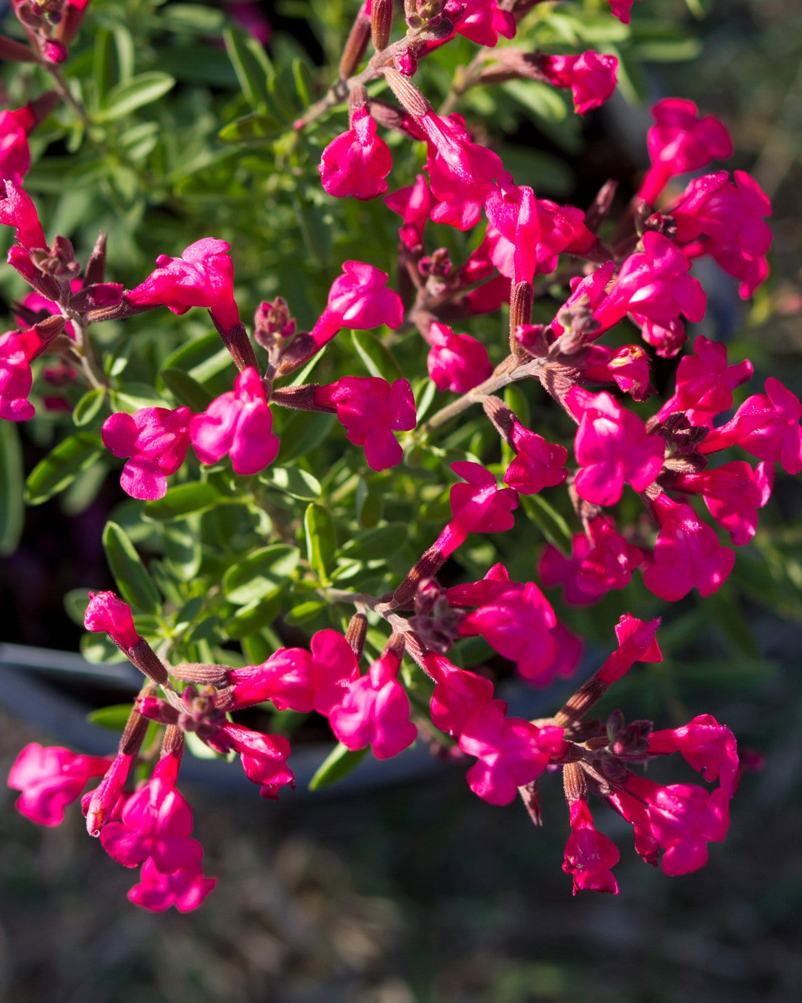 Arctic Blaze Fuchsia Salvia - view 4