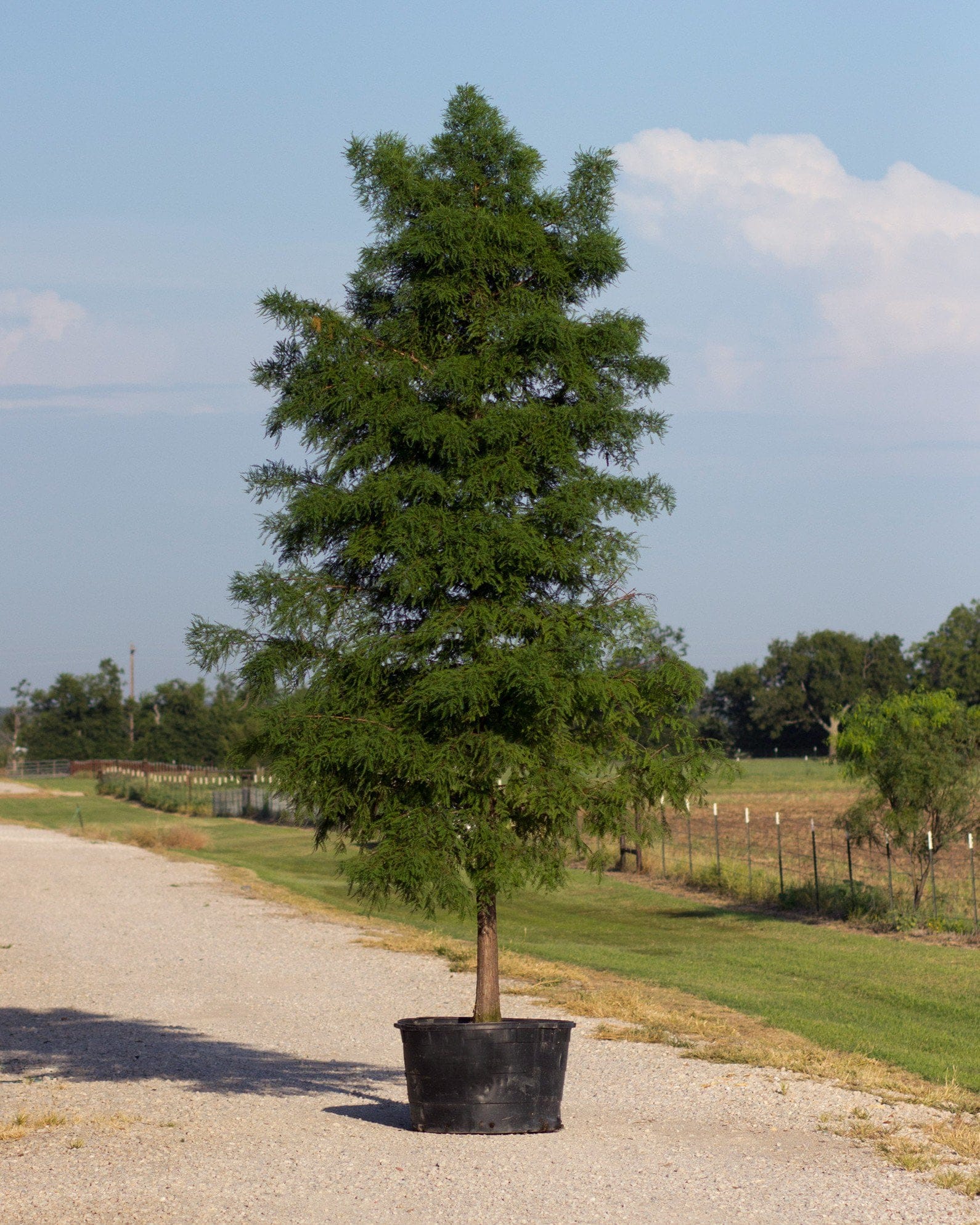 Bald Cypress